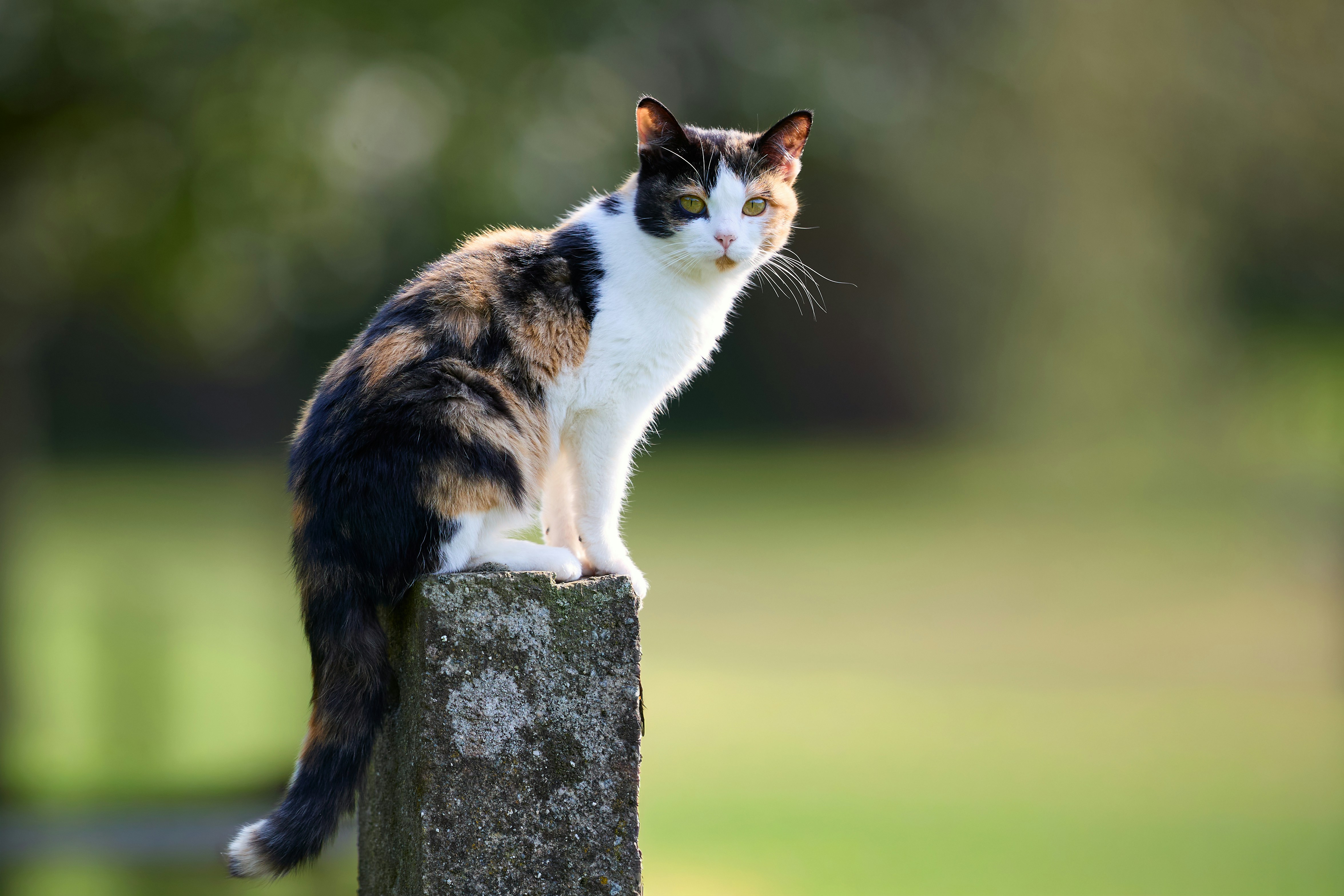 Un chat calicot est assis sur un pilier de pierre à l’extérieur.