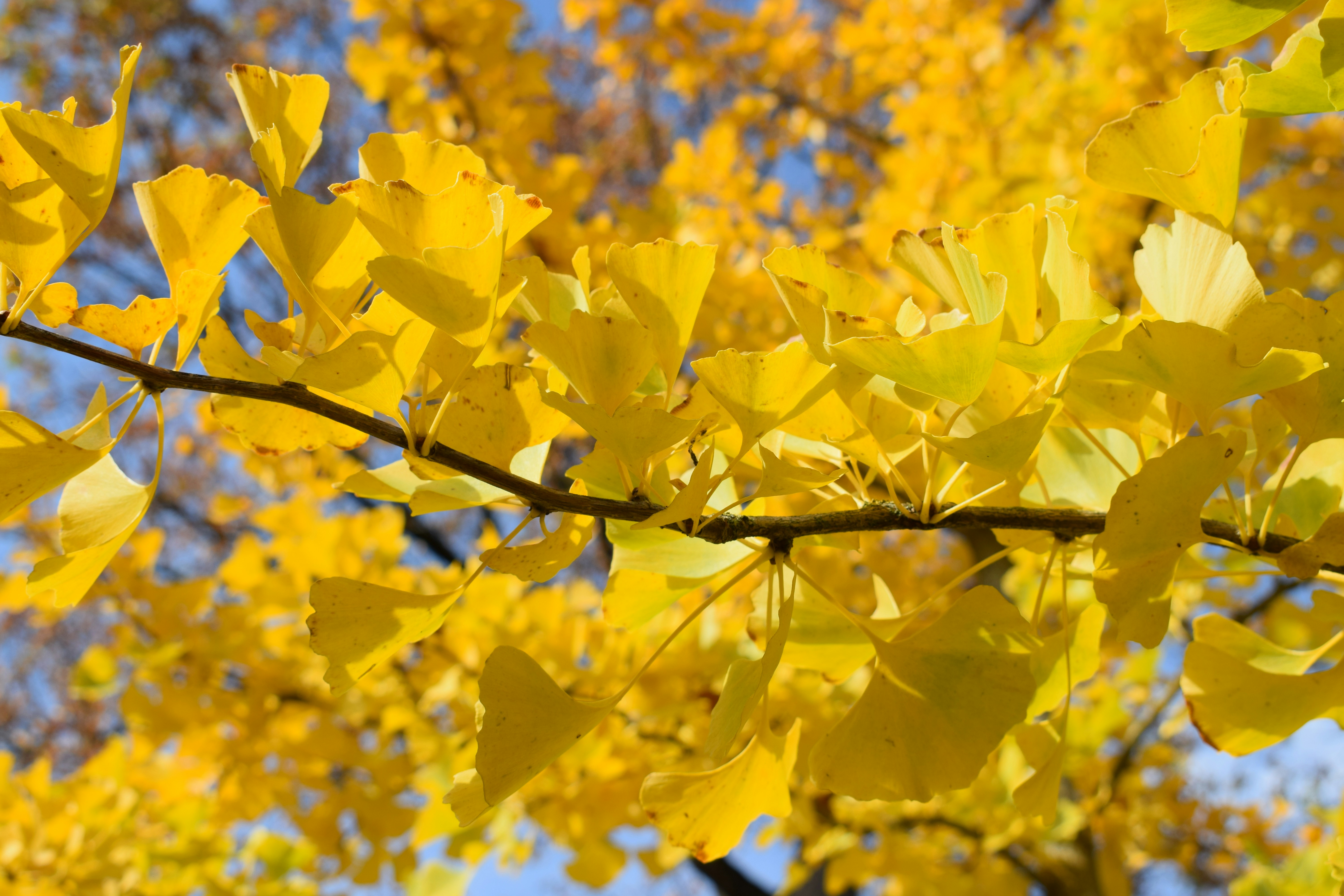 Photo by kristina001