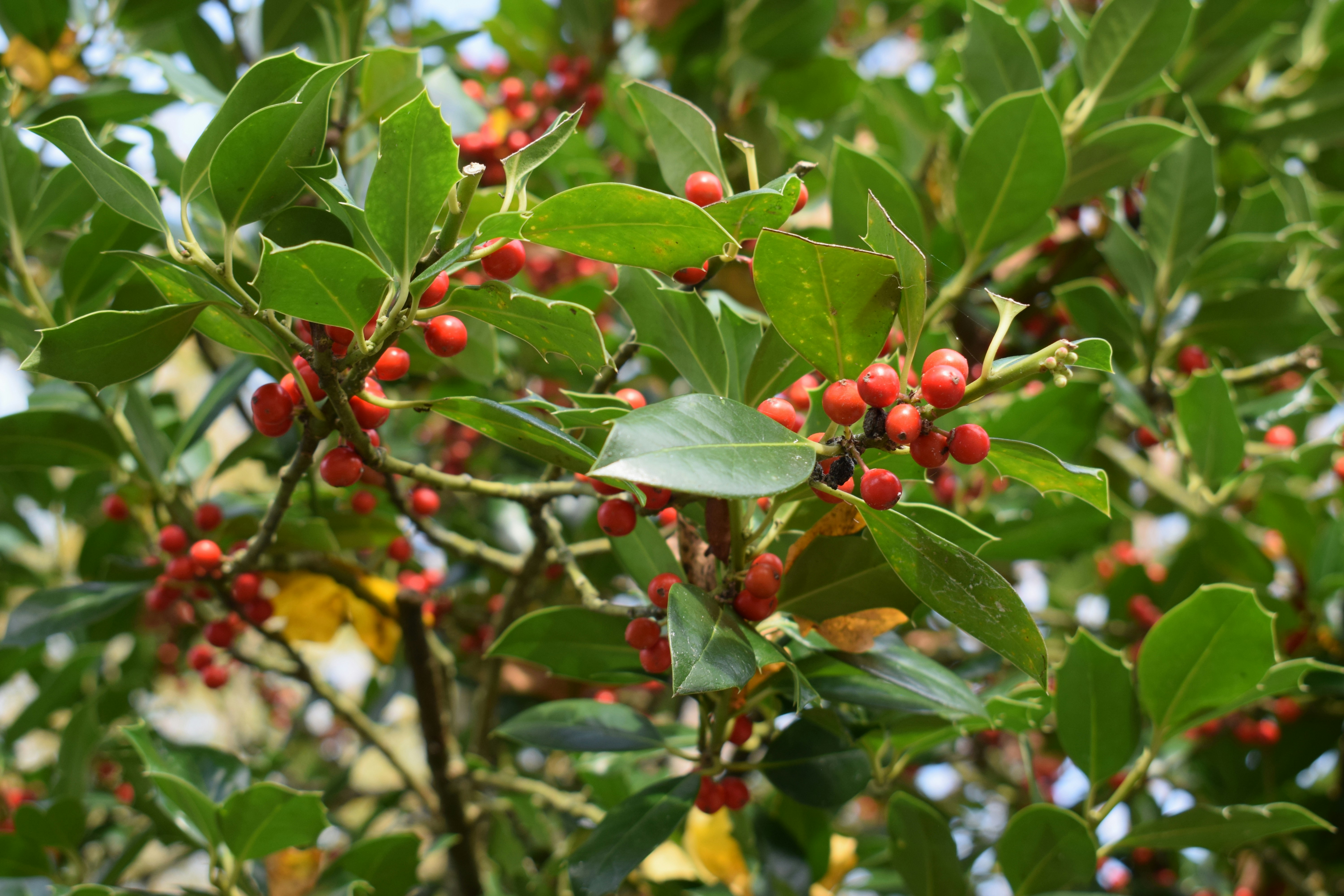 Photo by kristina001