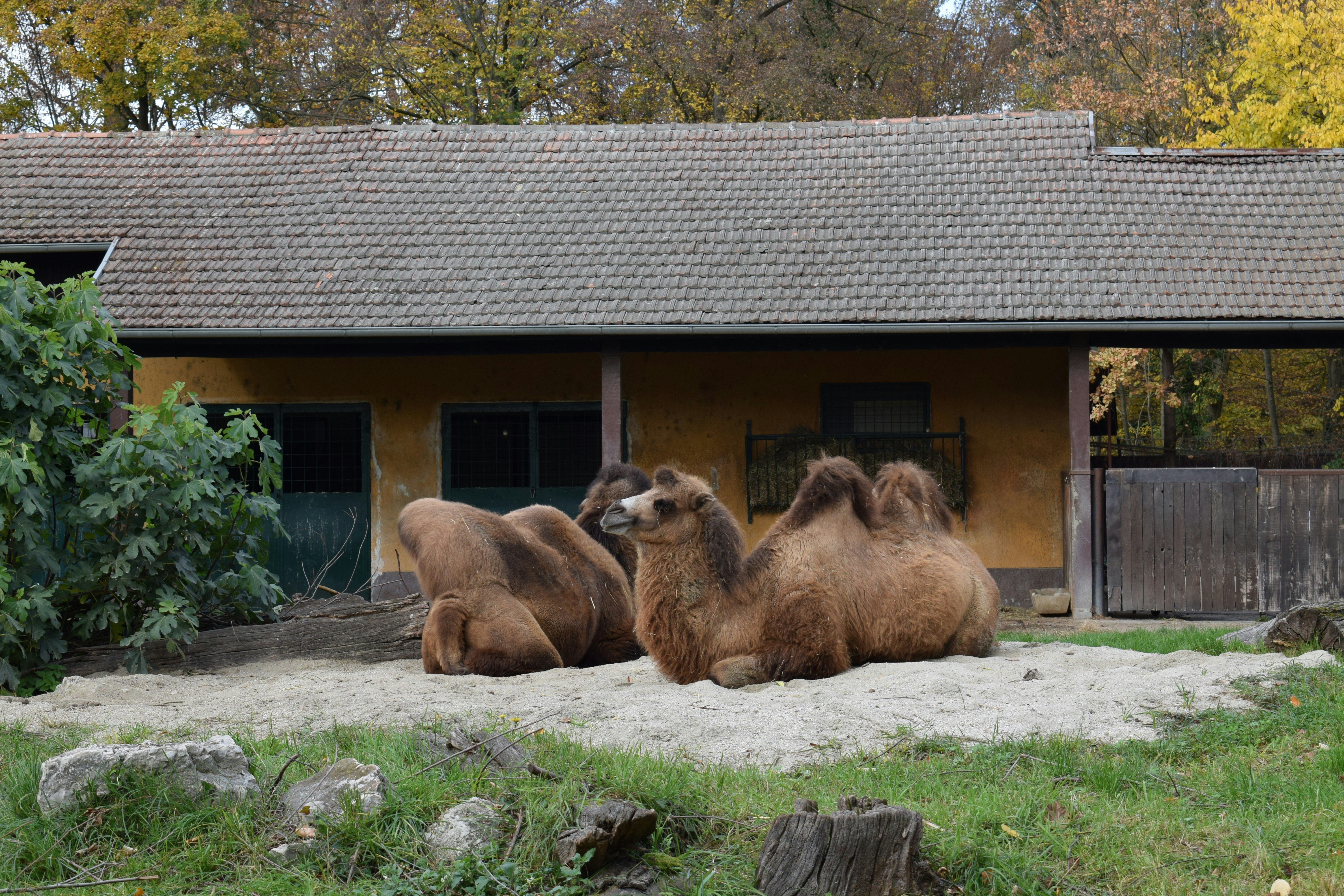 Two camels resting on sandy ground near building