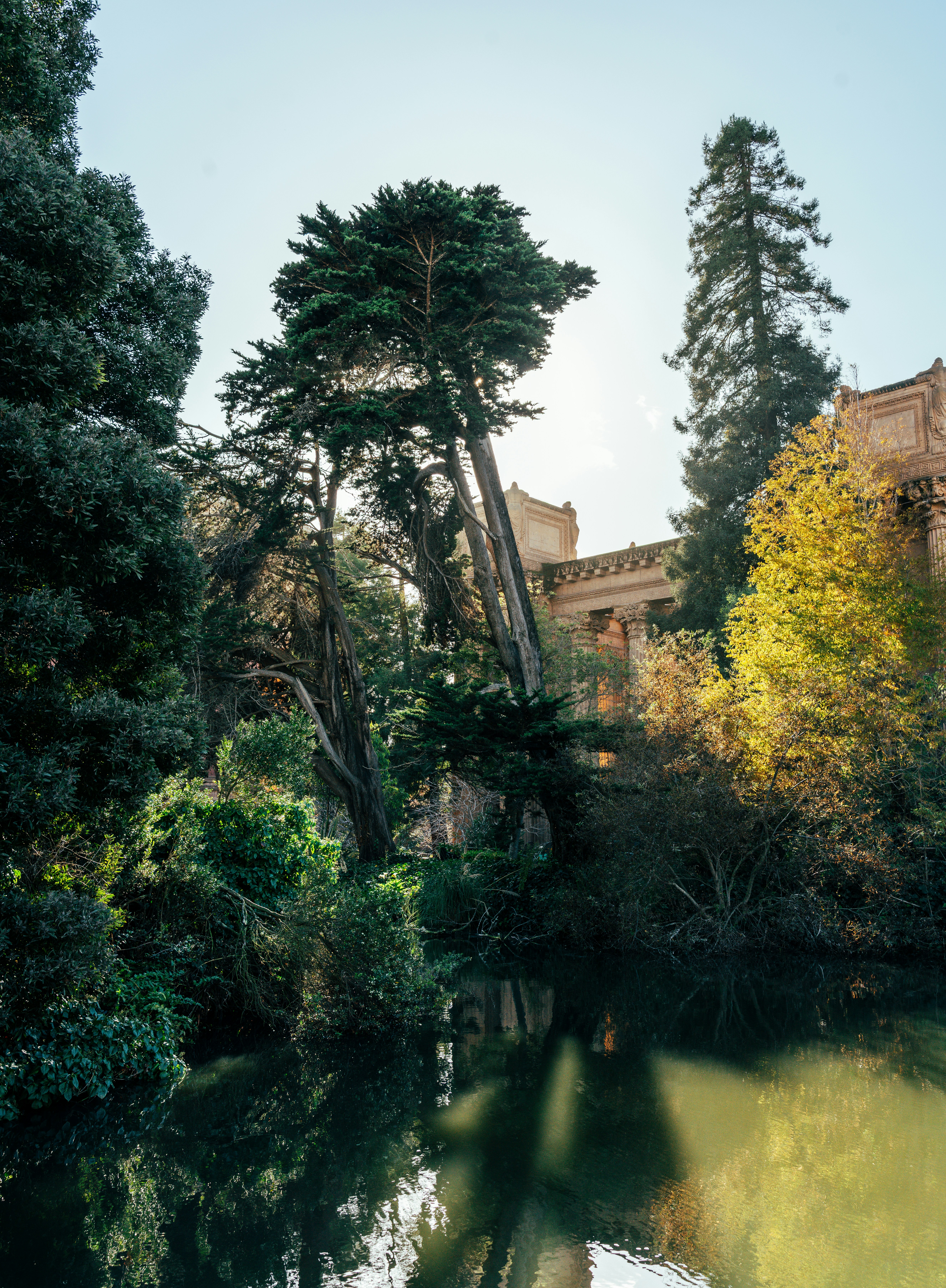 Tall trees reflected in a calm pond near building.