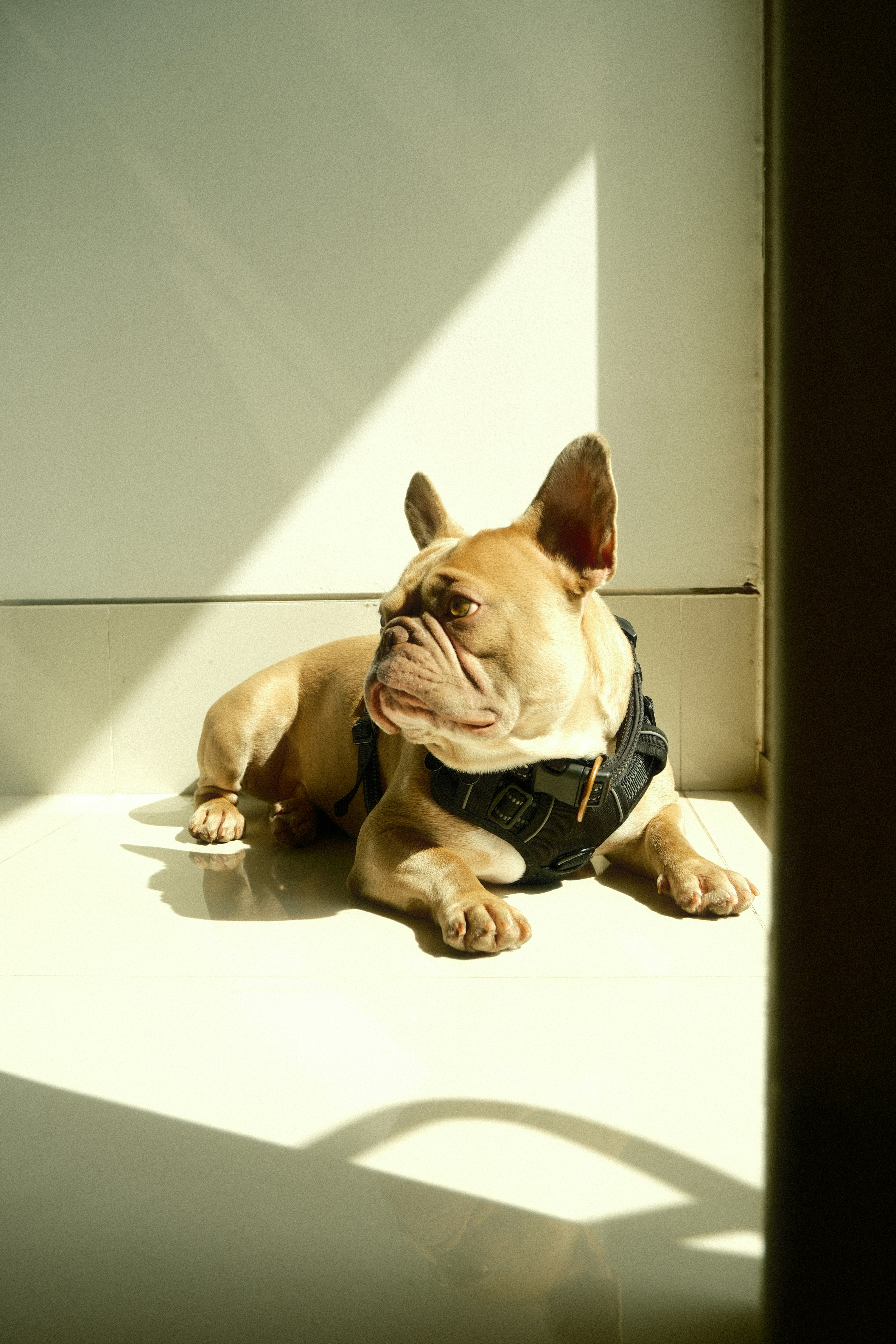 French bulldog wearing a harness lies in sunlight.