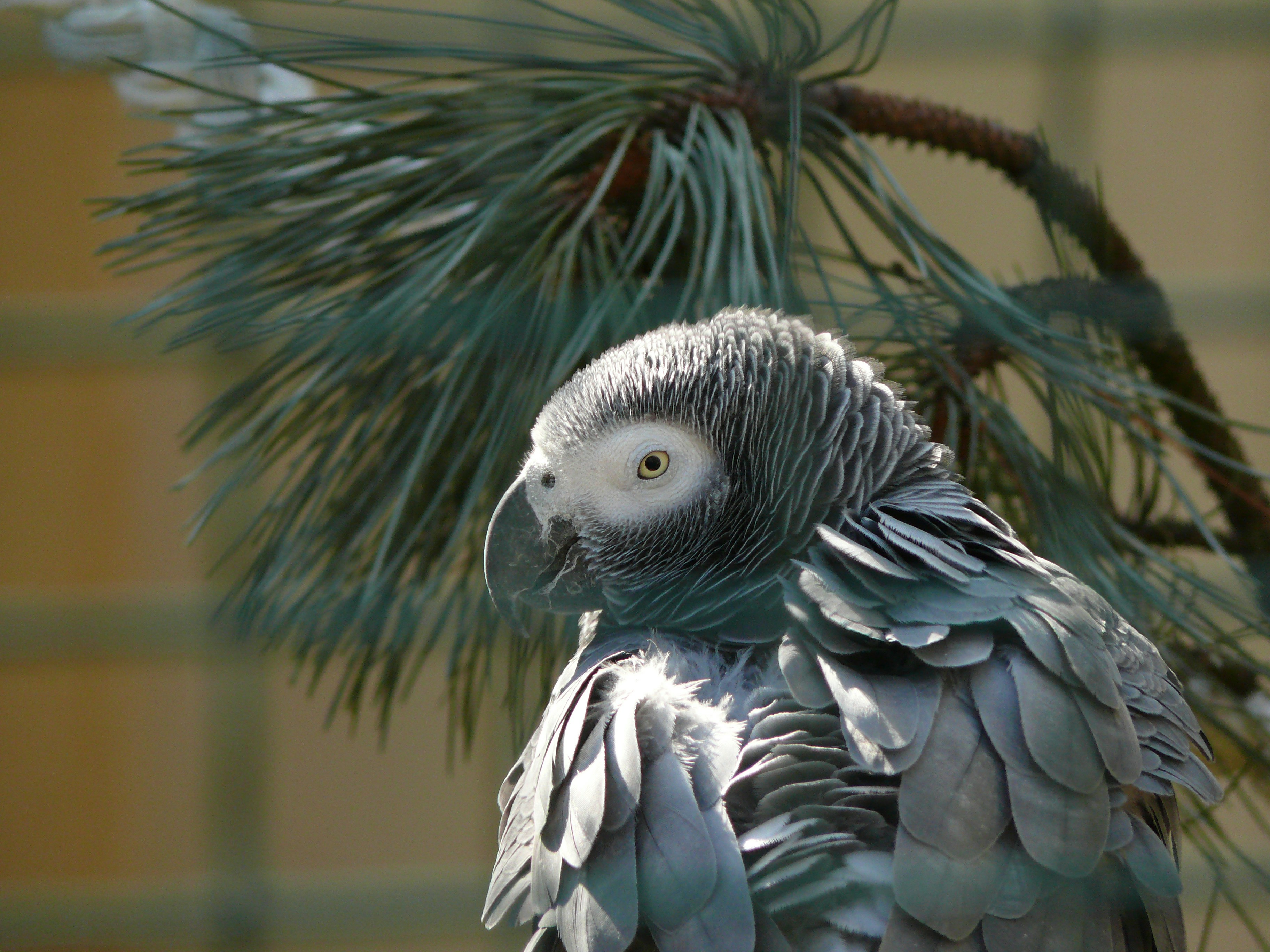 African Grey Parrot