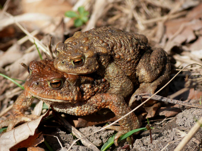 European Fire-bellied Toad (Bombina bombina)
