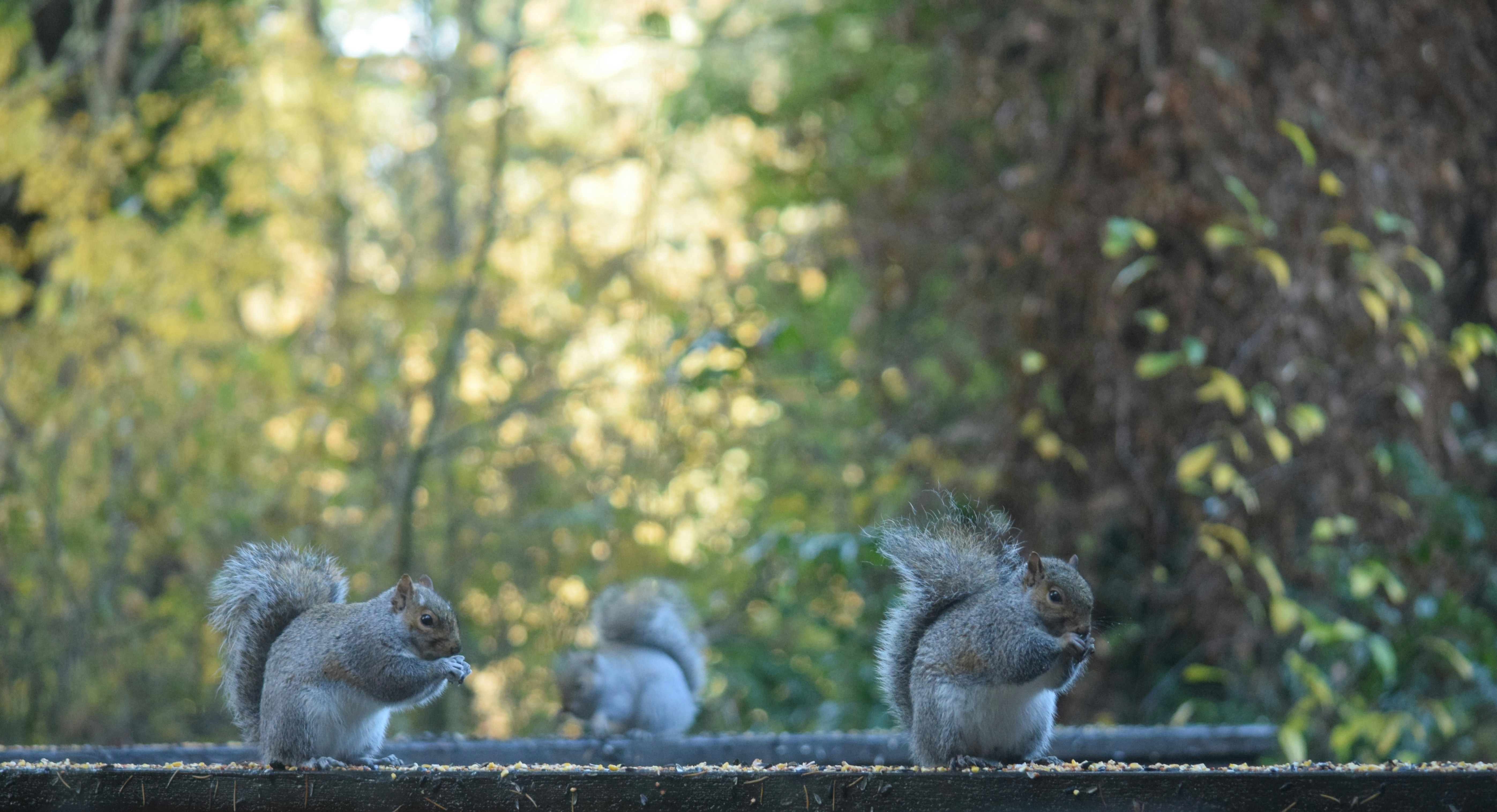 Three squirrels eating nuts on a ledge.