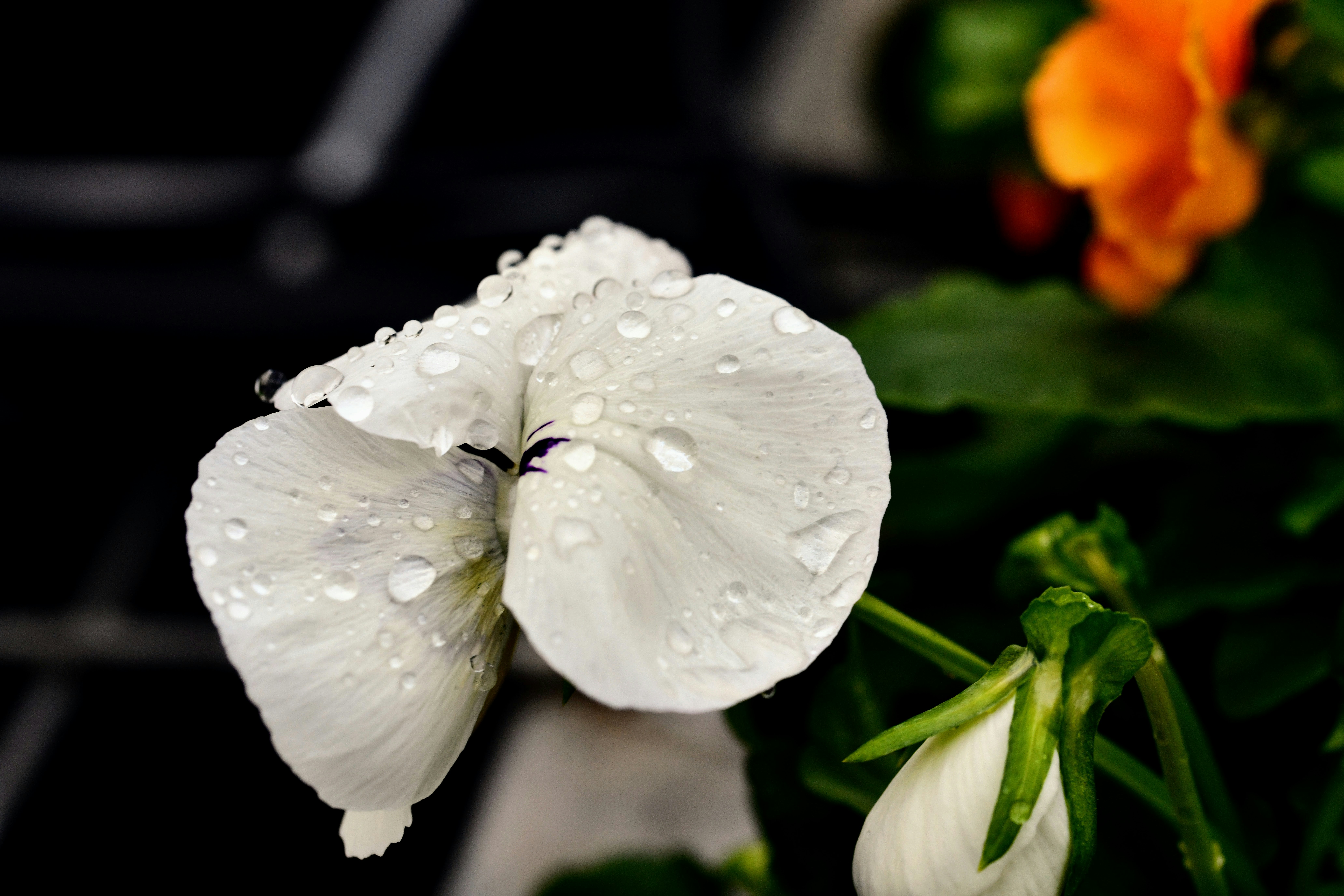 Weiße Blume mit Wassertropfen, orangefarbene Blume mit verschwommenem Hintergrund