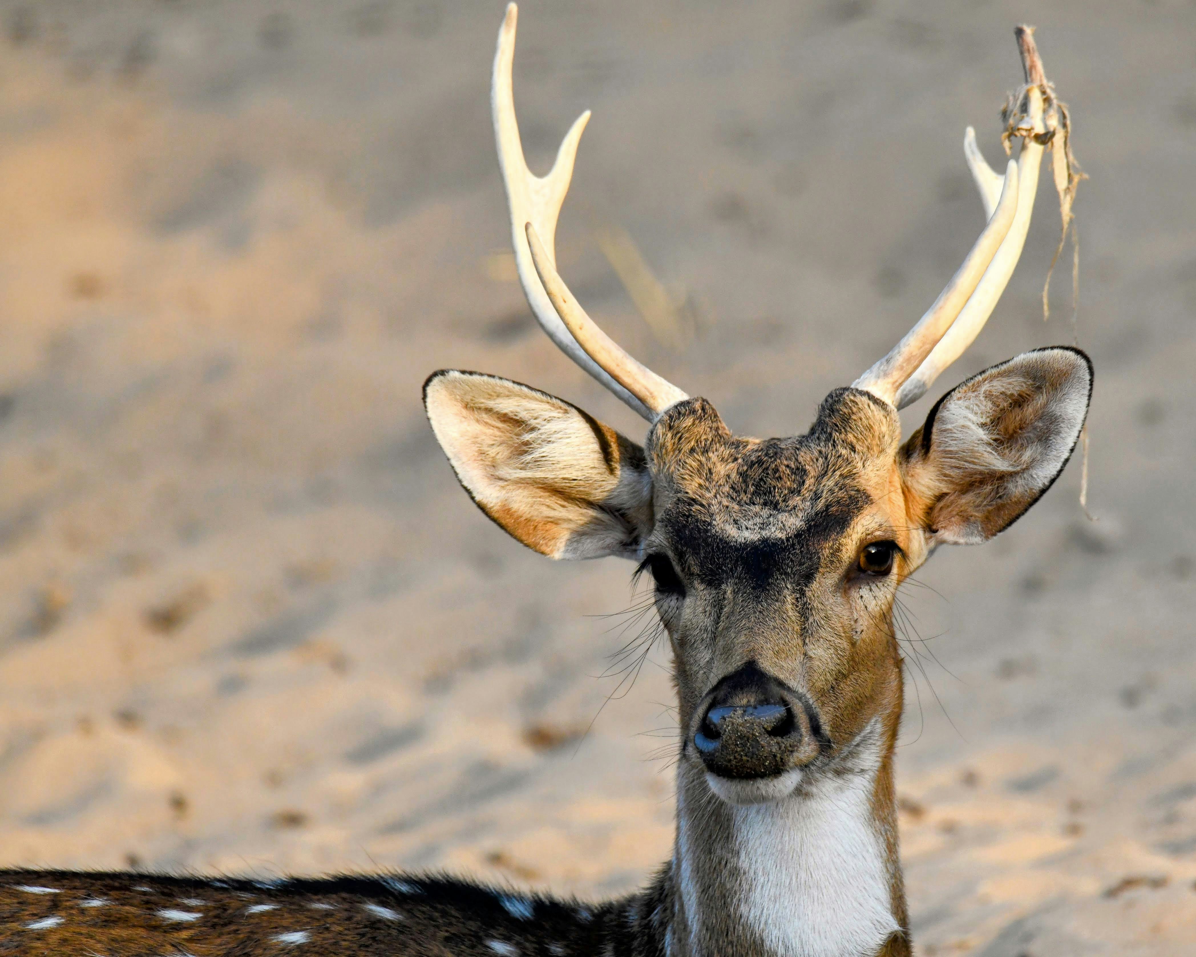 Ein geflecktes Reh mit Geweih in einem sandigen Bereich.