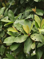 Green leaves with small holes in them.