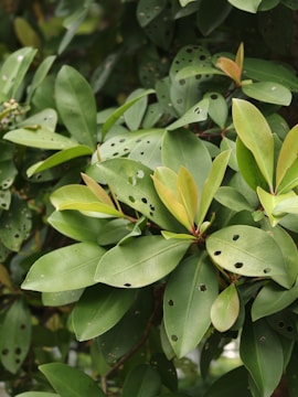 Green leaves with small holes in them.