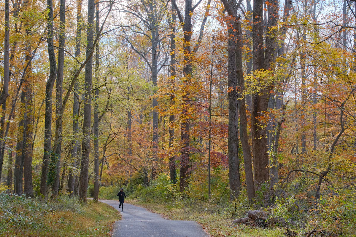 Läufer auf einem Waldweg zwischen herbstlich gefärbten Bäumen und Laub