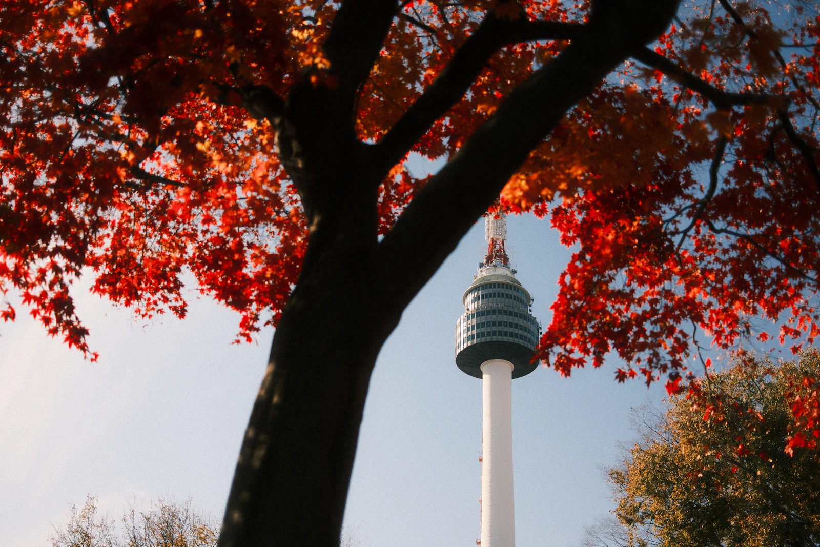 N Seoul Tower framed by vivid red maple leaves in autumn