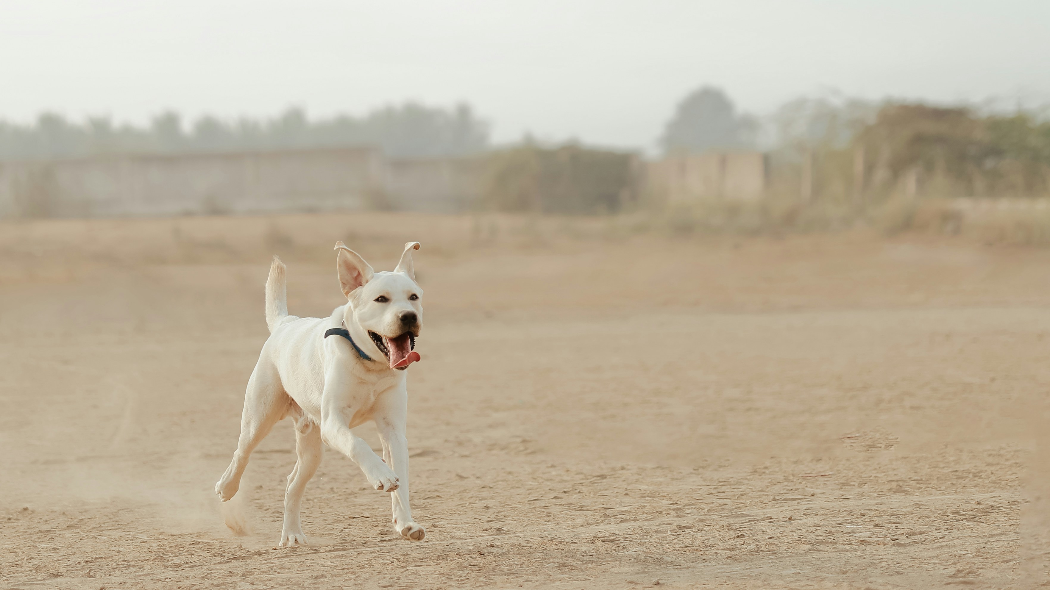 A happy white dog running in a dusty field.