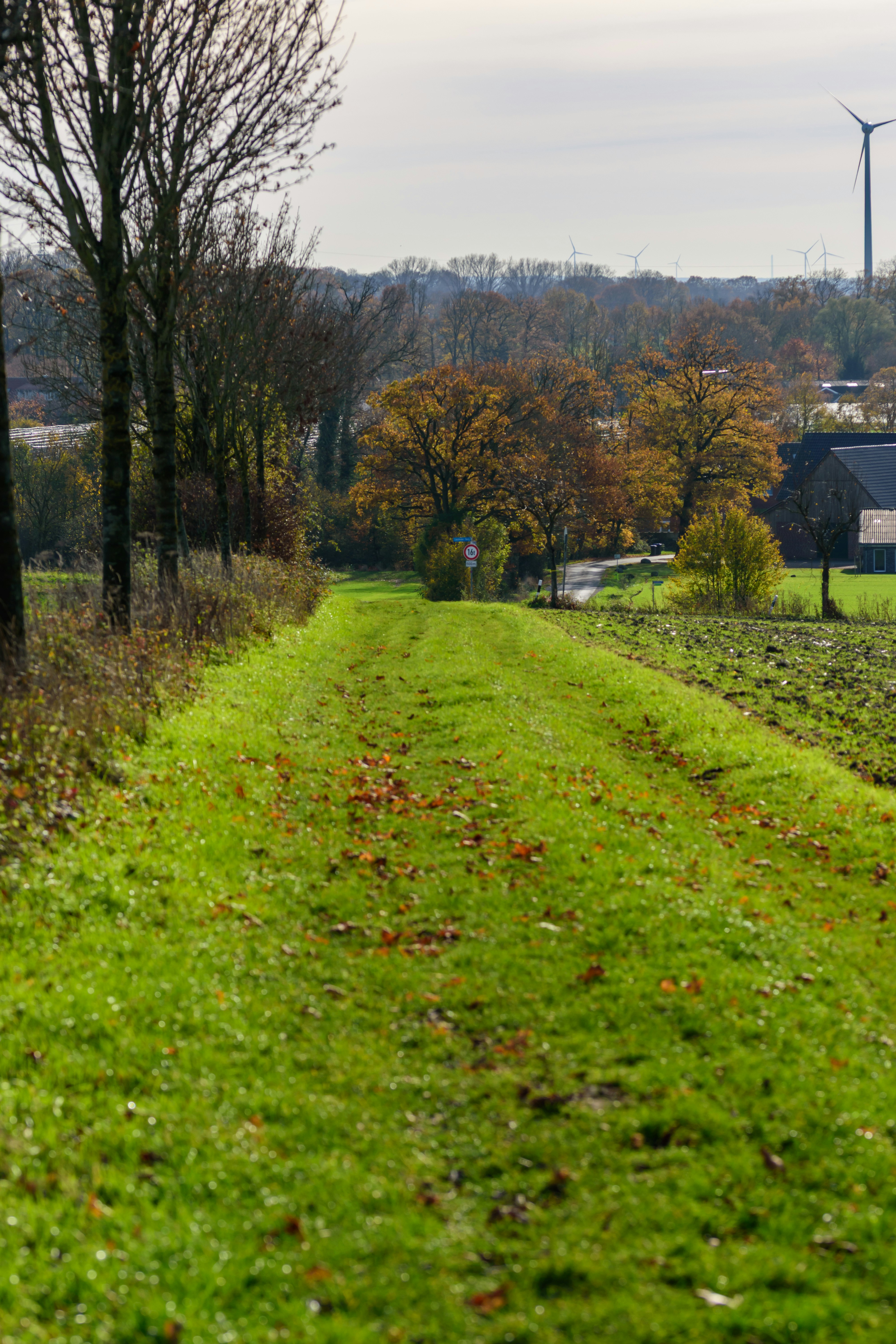Grassy path through autumn trees with distant wind turbine.