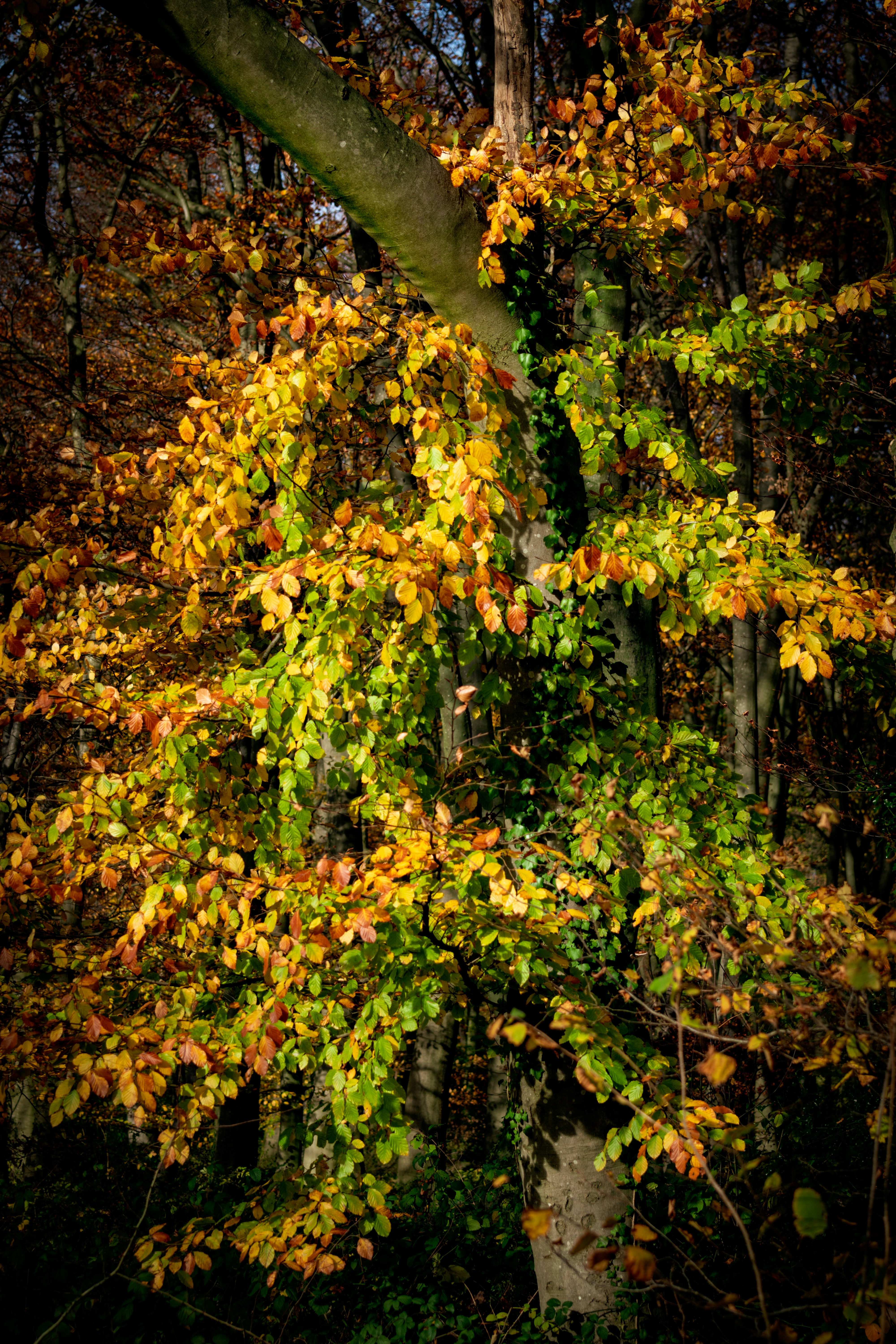 Photo by skstrannik