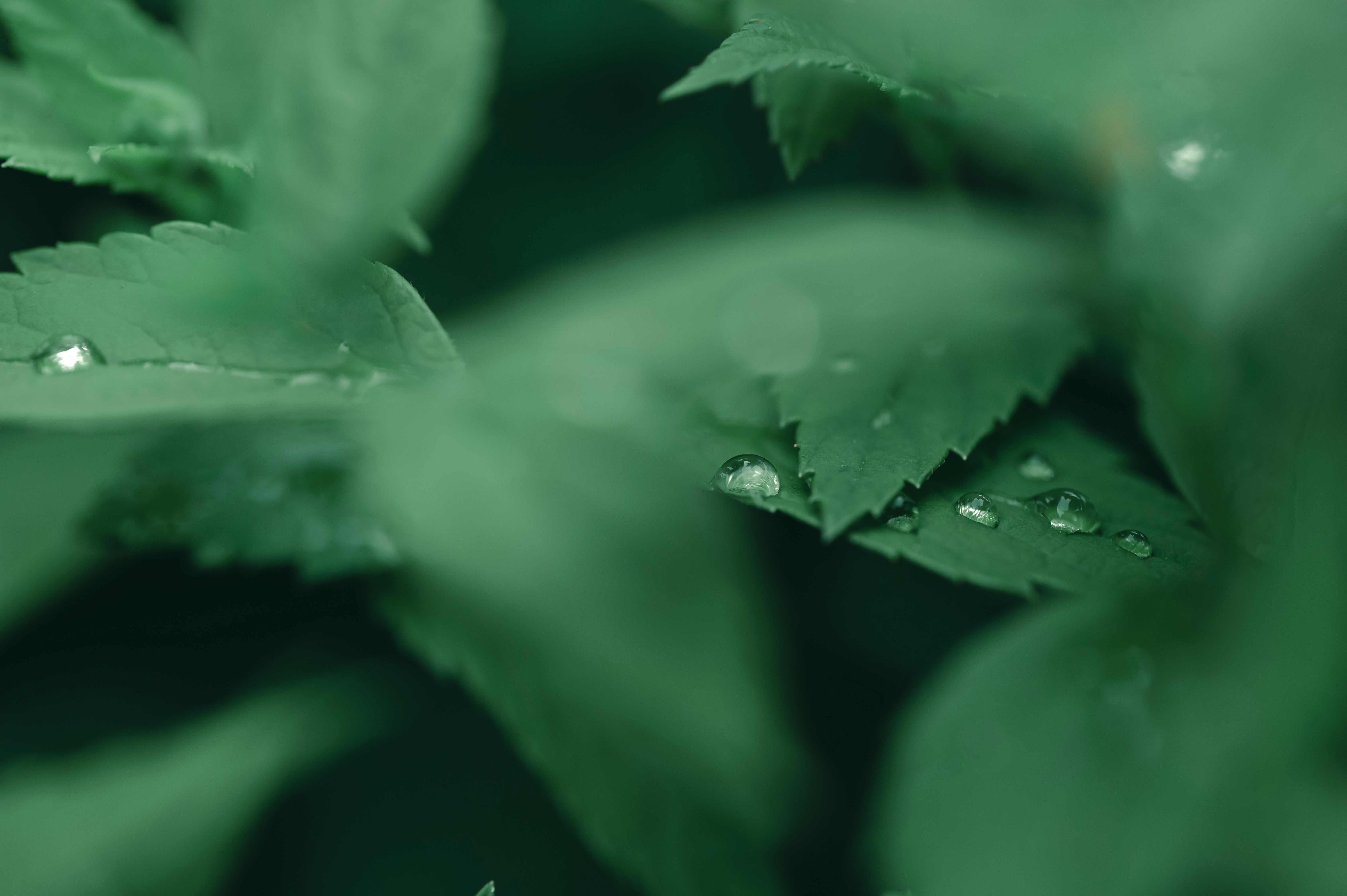 Photo by volodymyr_leush