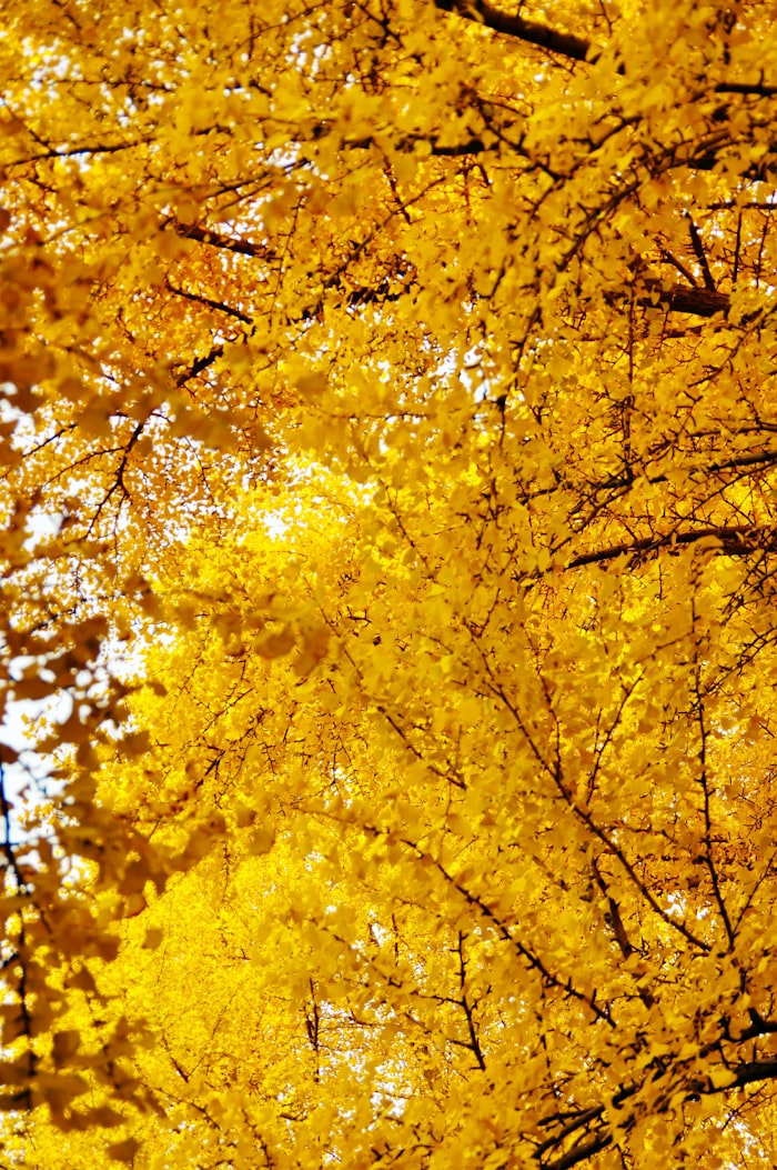 Autumn leaves and seasonal eye care