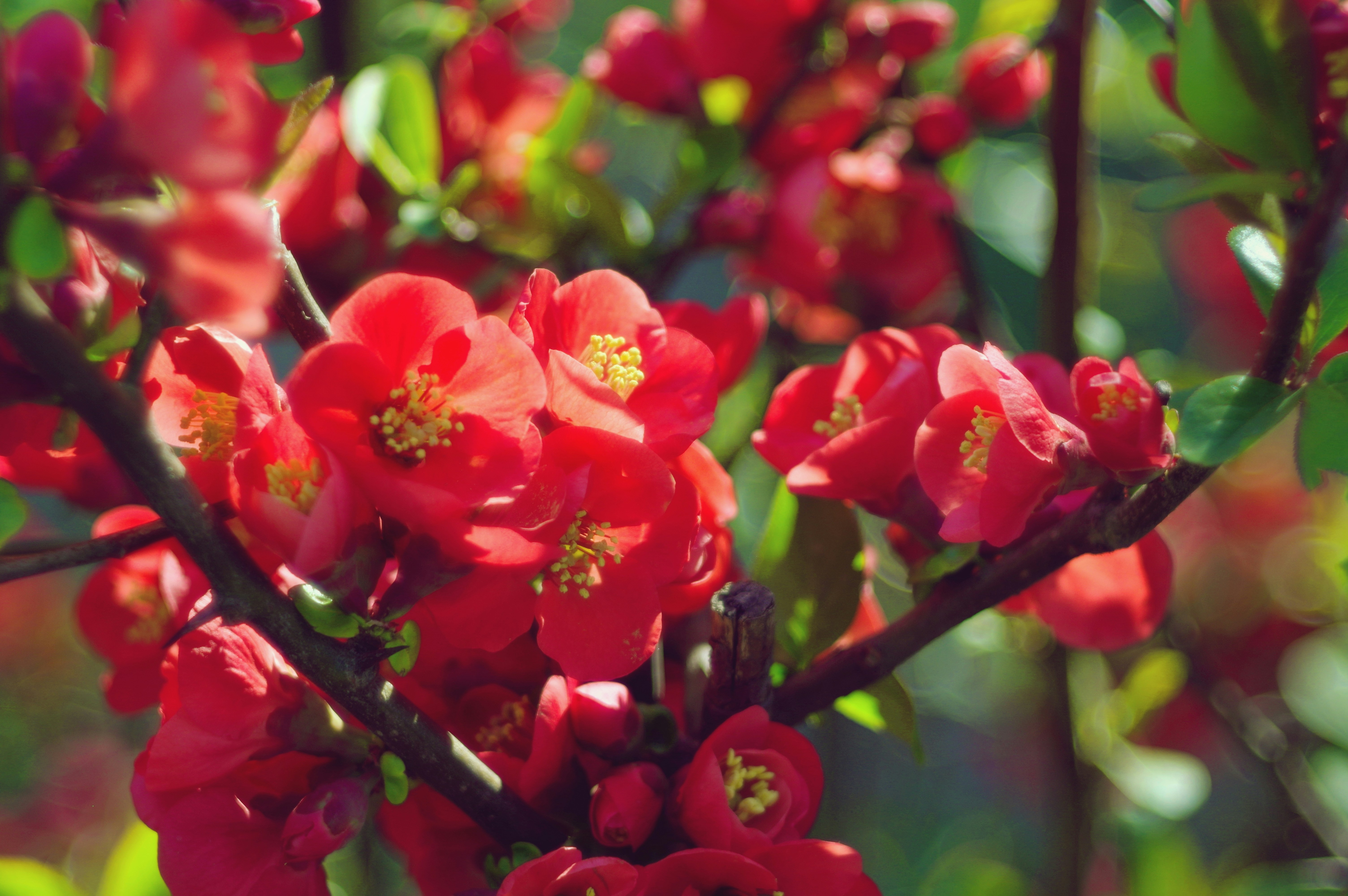 Vibrant red quince blossoms on a branch.