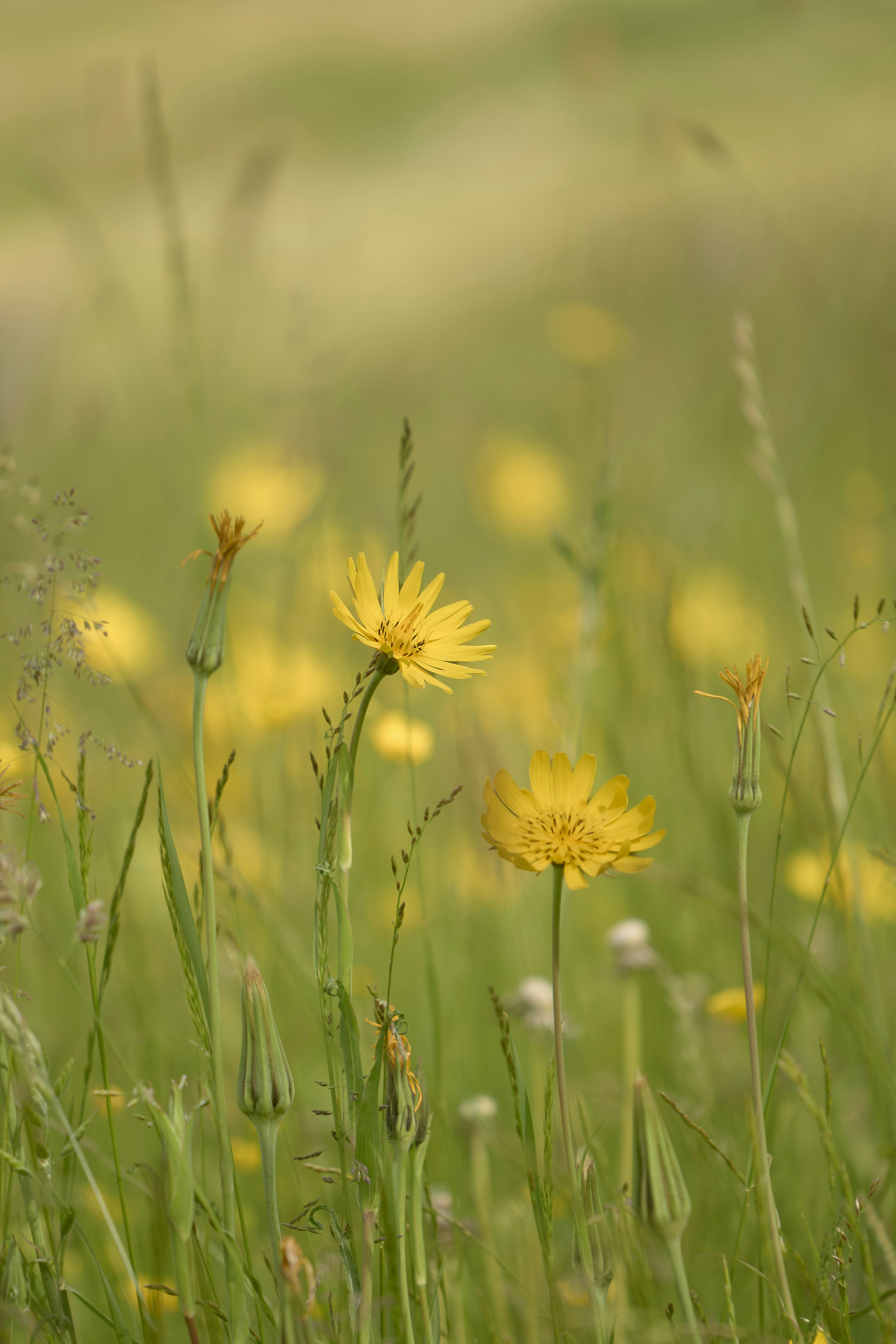 Photo by wolfgang_hasselmann