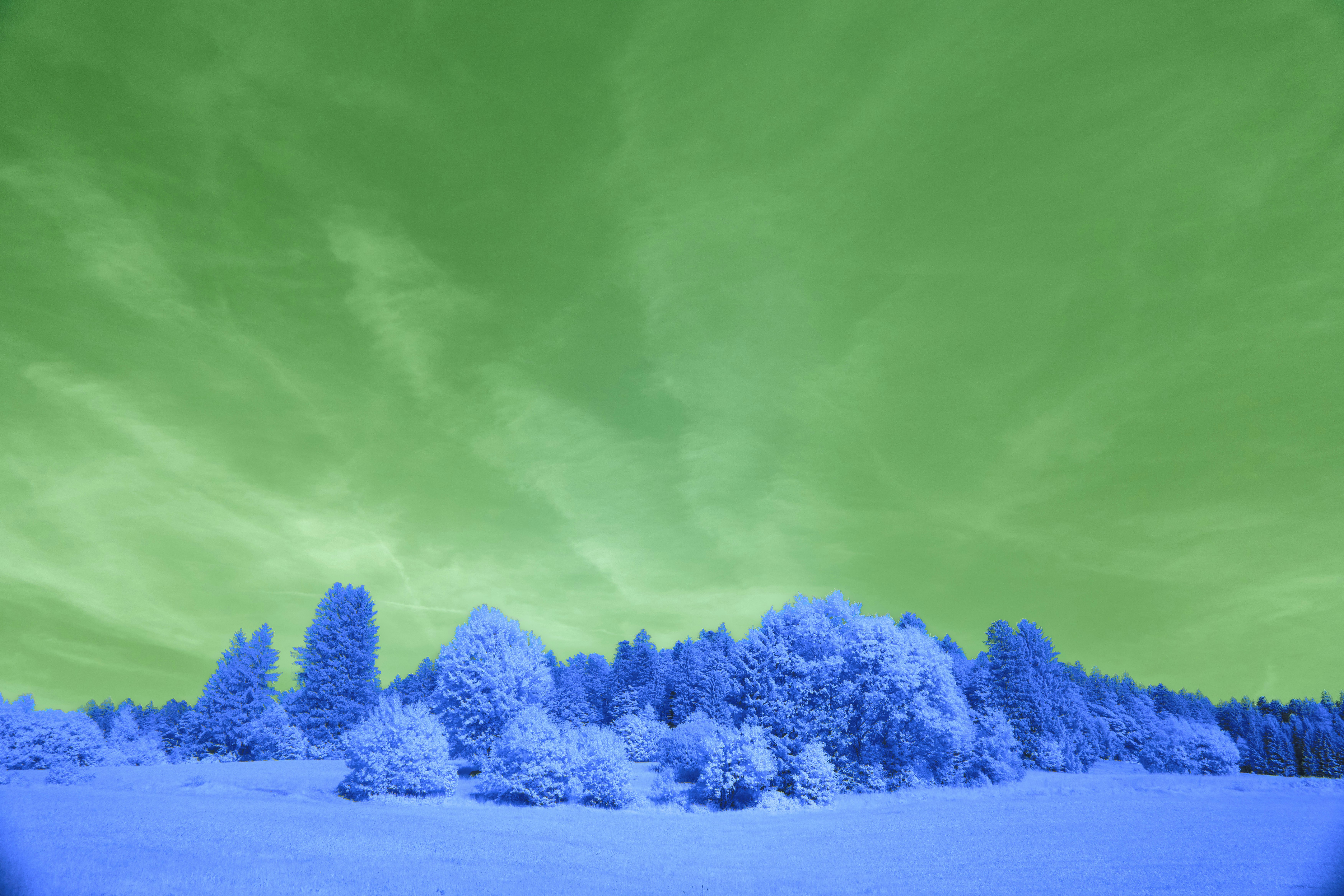 Winter forest under a green sky