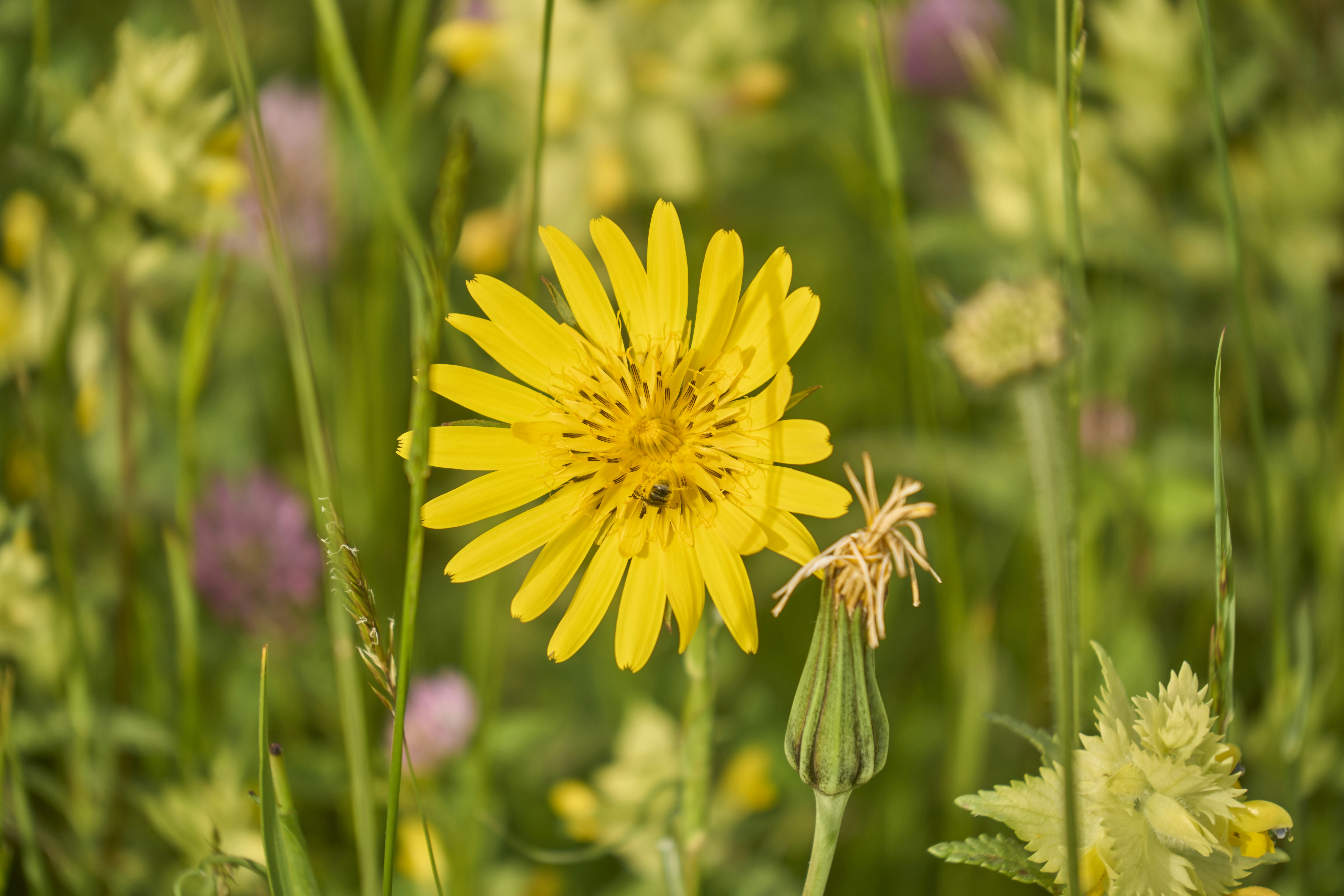 Photo by wolfgang_hasselmann