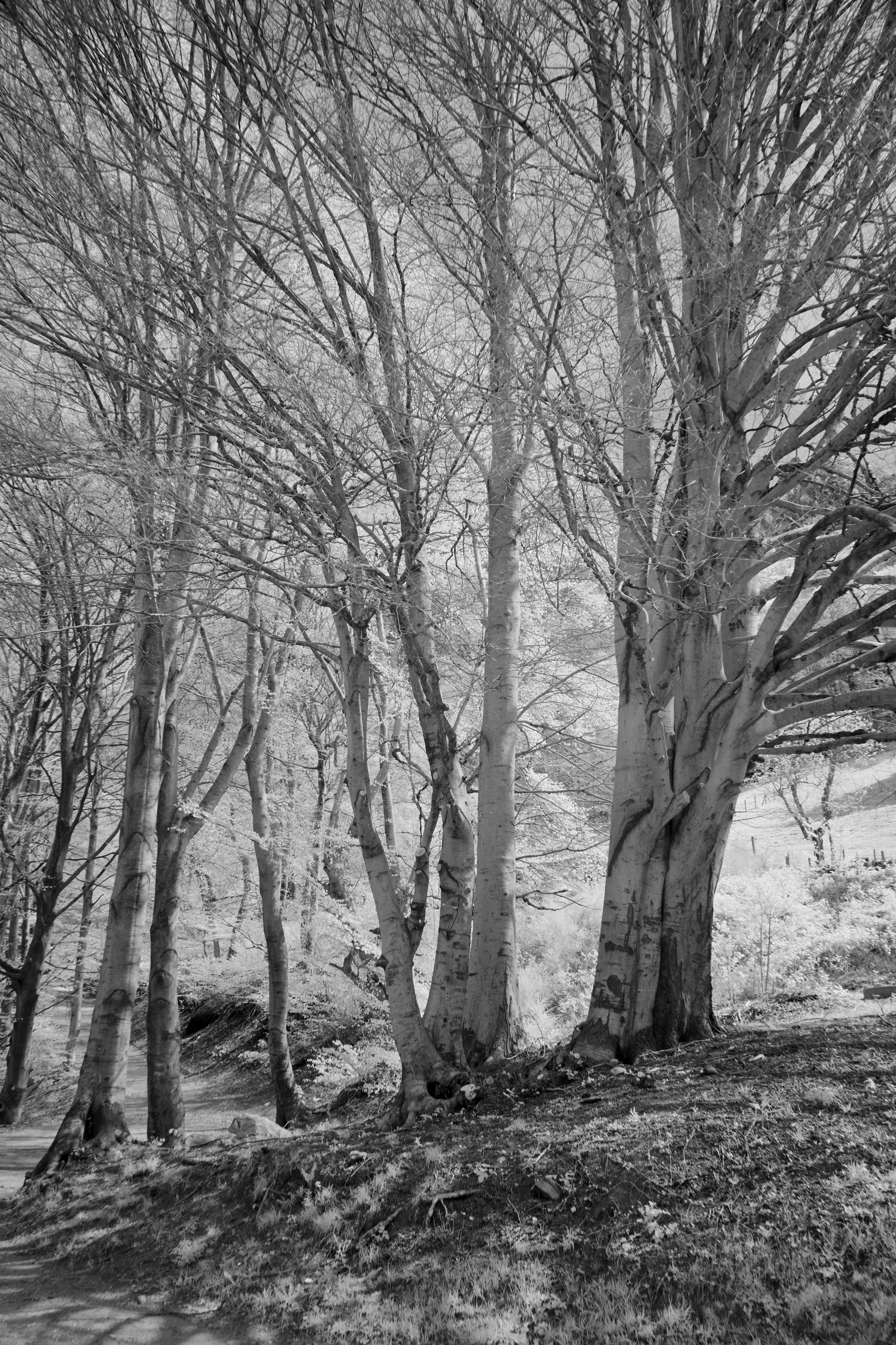 Photo by wolfgang_hasselmann