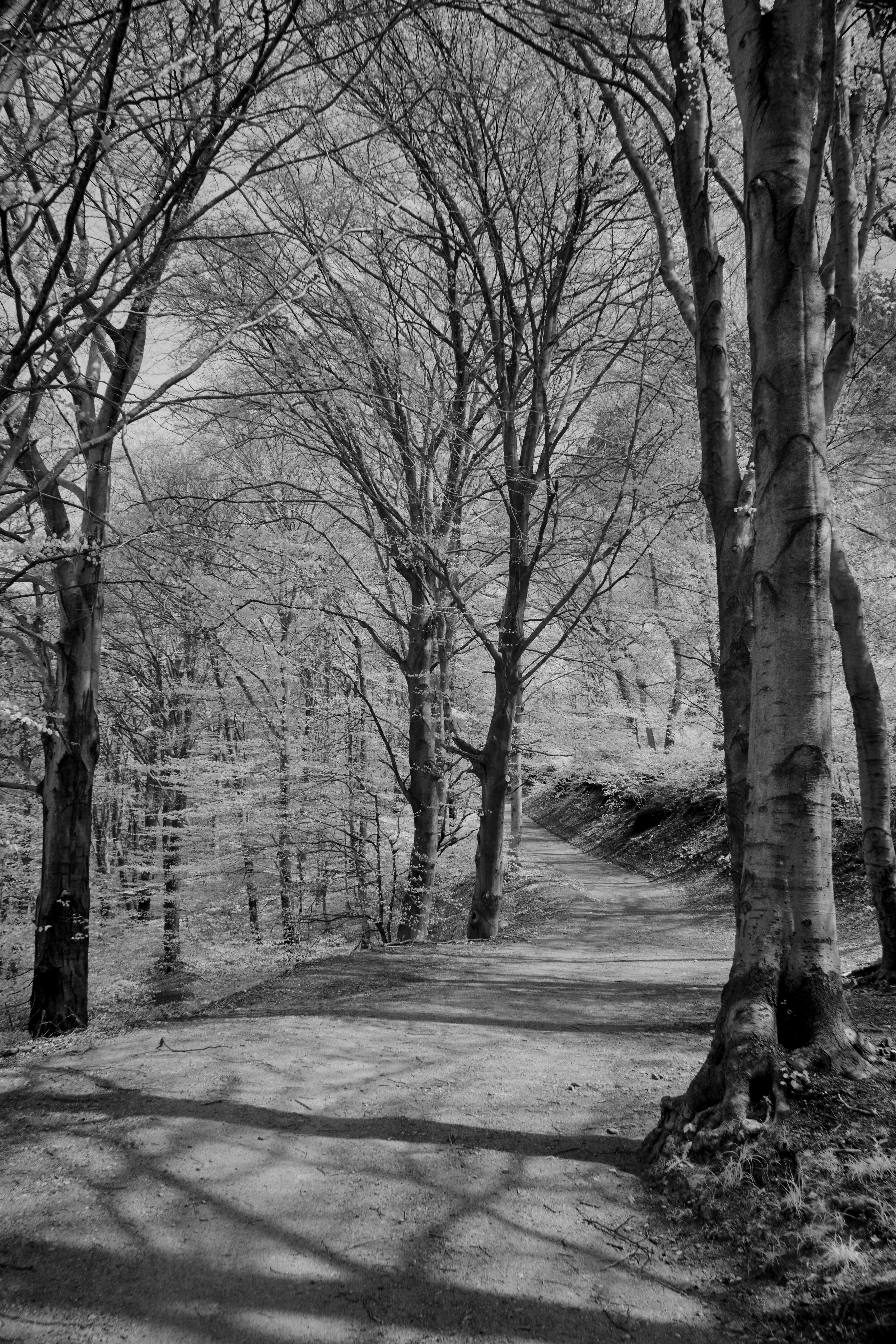 Photo by wolfgang_hasselmann