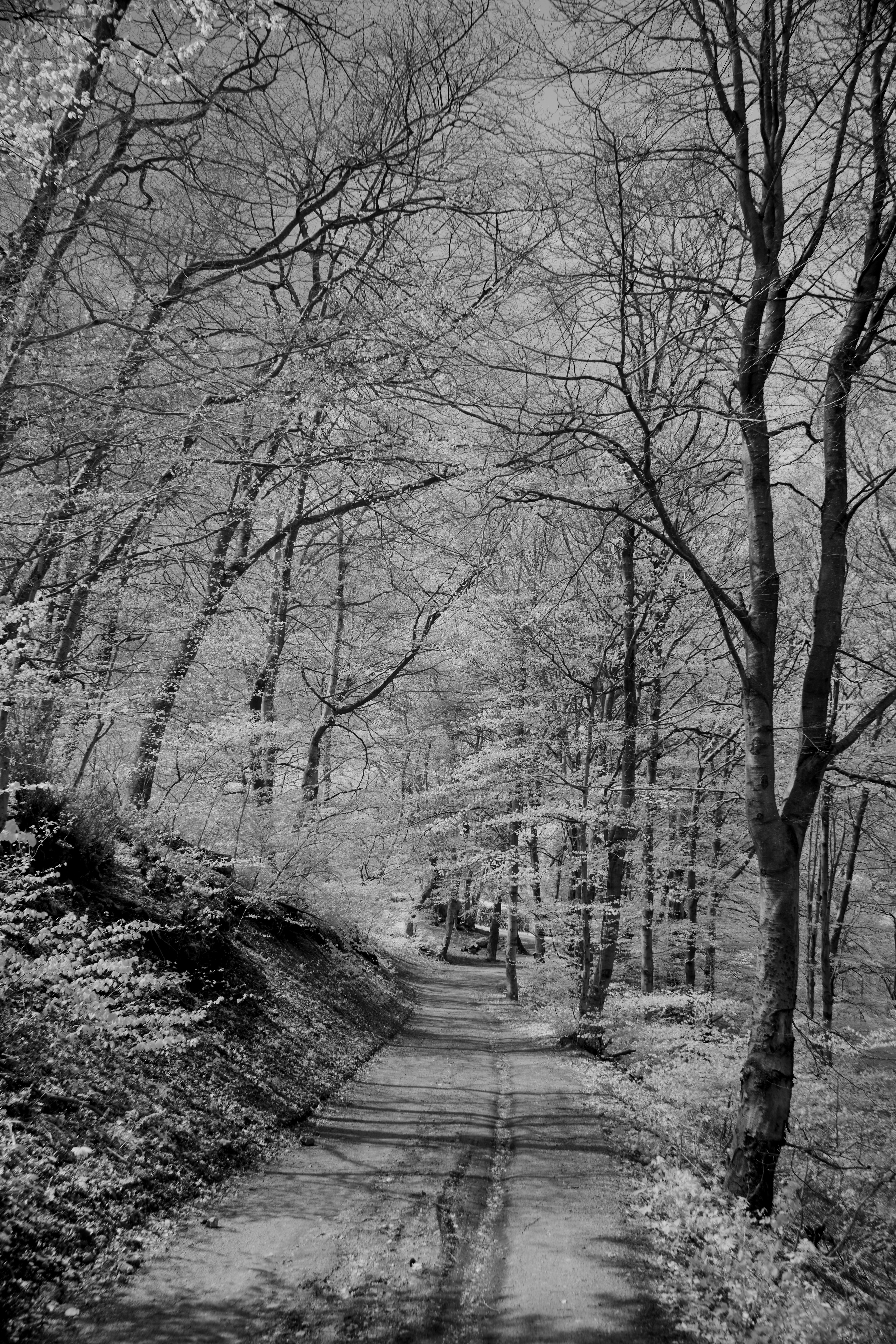 Photo by wolfgang_hasselmann