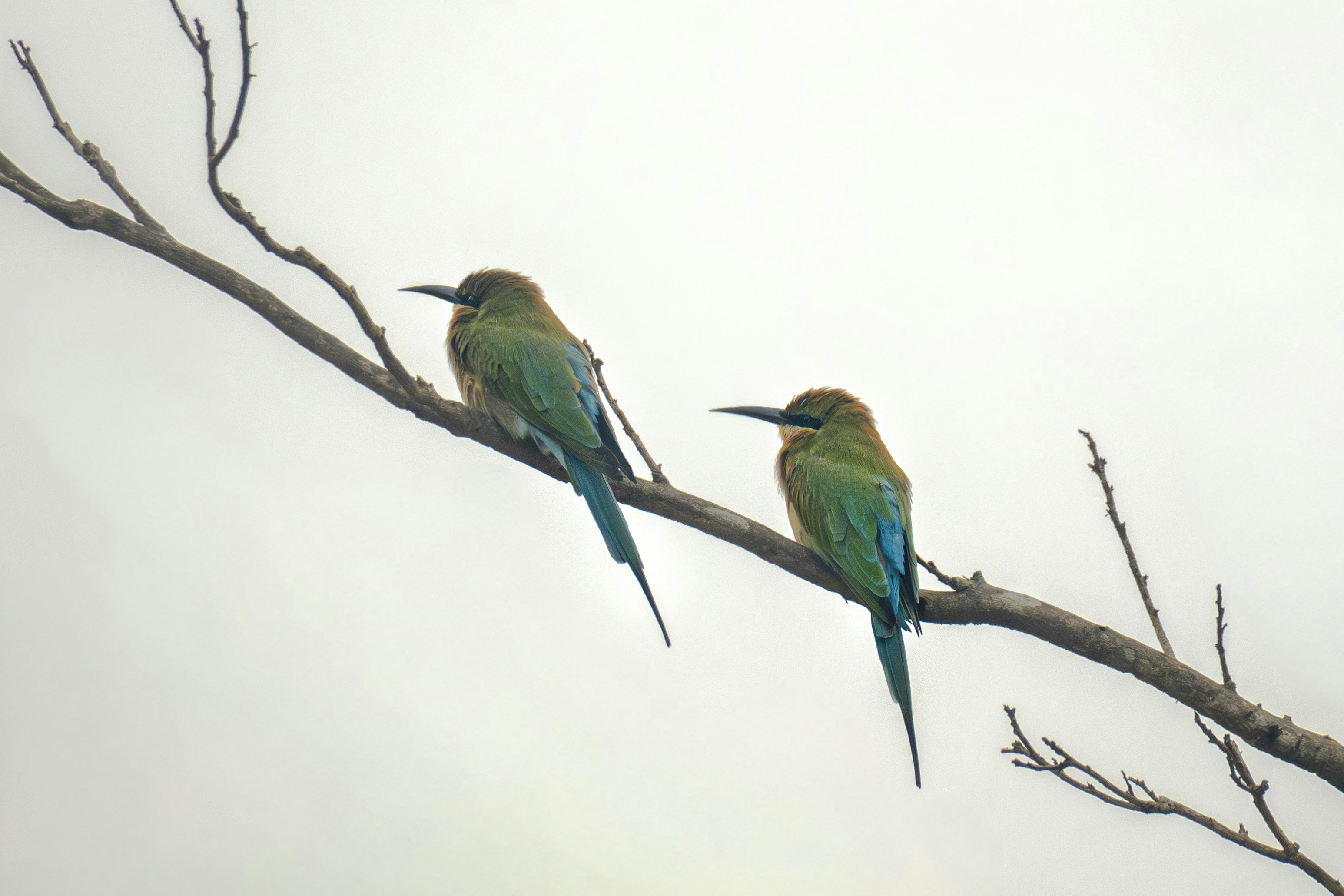 Photo by mamunsrizon