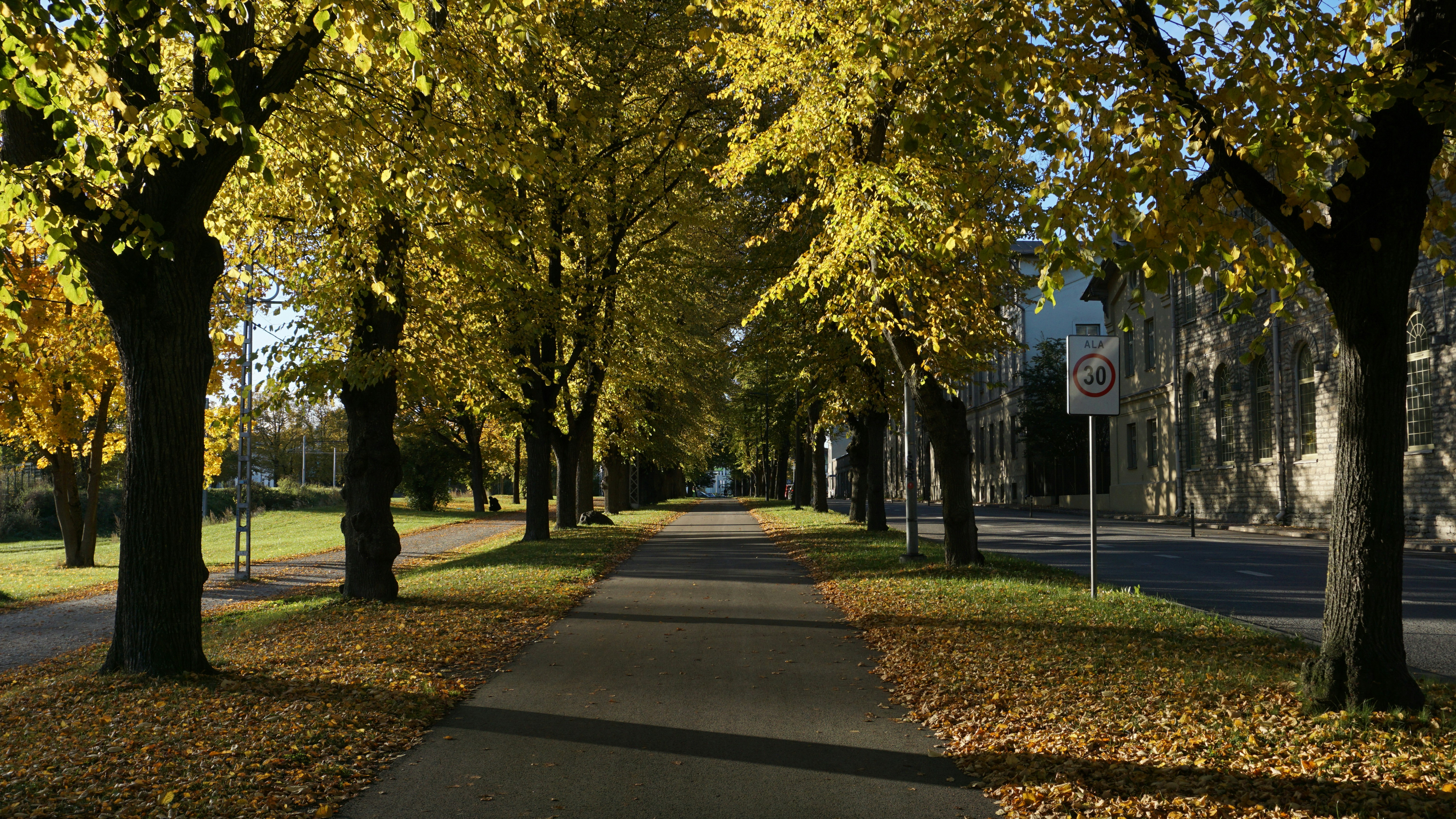 Autumn trees line a park pathway with fallen leaves.