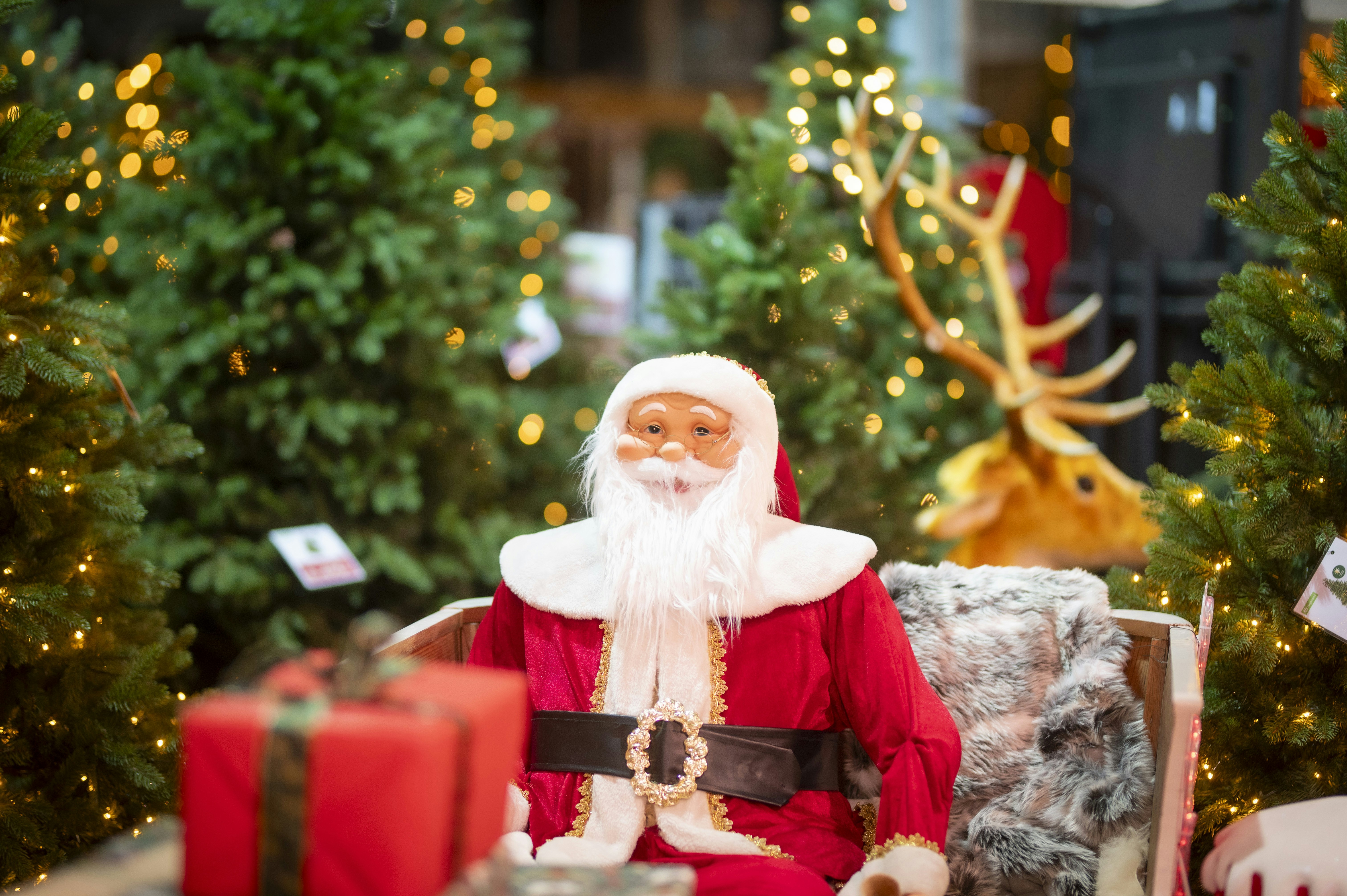 Santa claus figure with reindeer and christmas trees