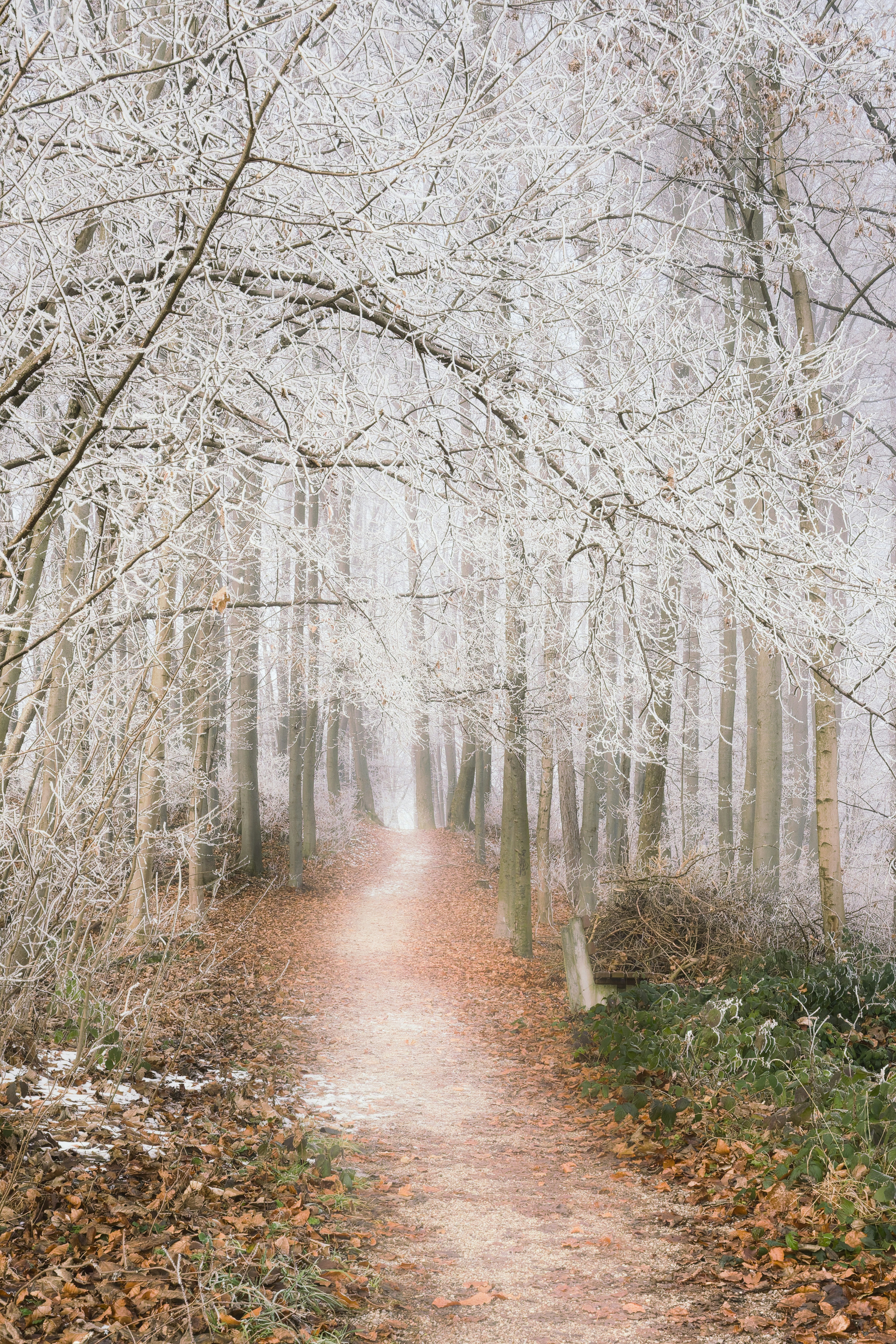 A frosty forest path lined with bare trees in winter.