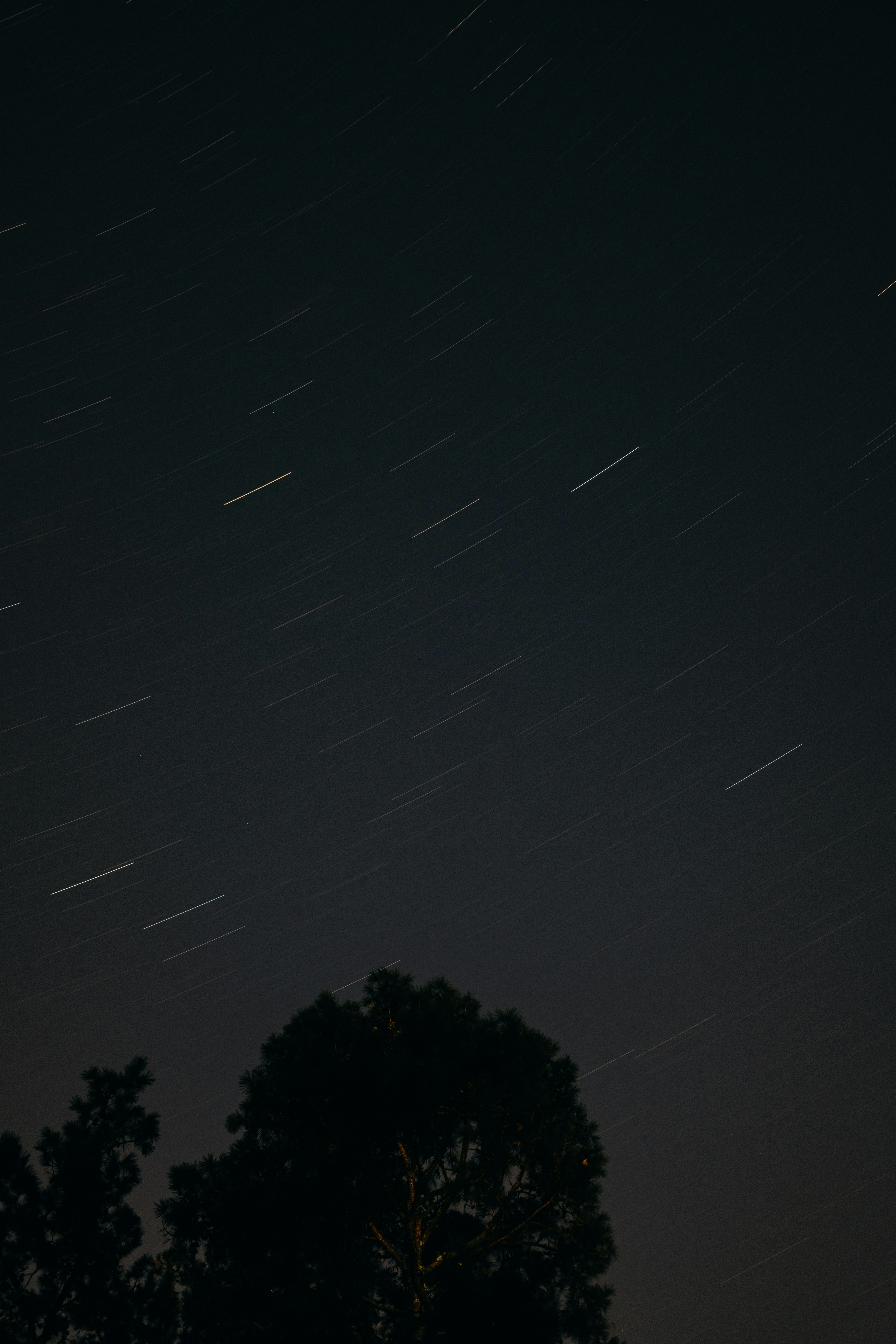 Star trails over silhouetted trees at night