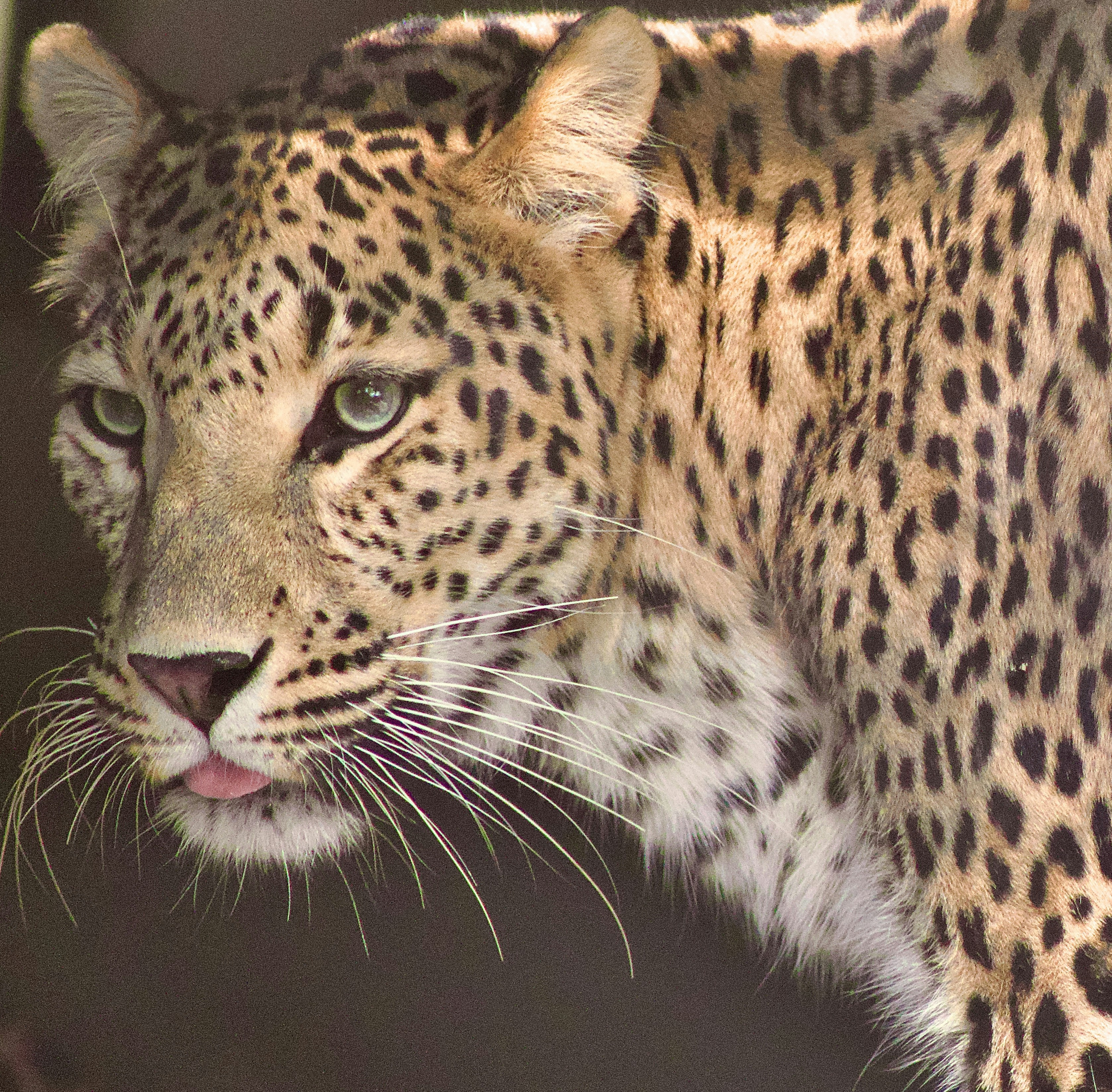 Ein Leopard mit auffallend grünen Augen und geflecktem Fell