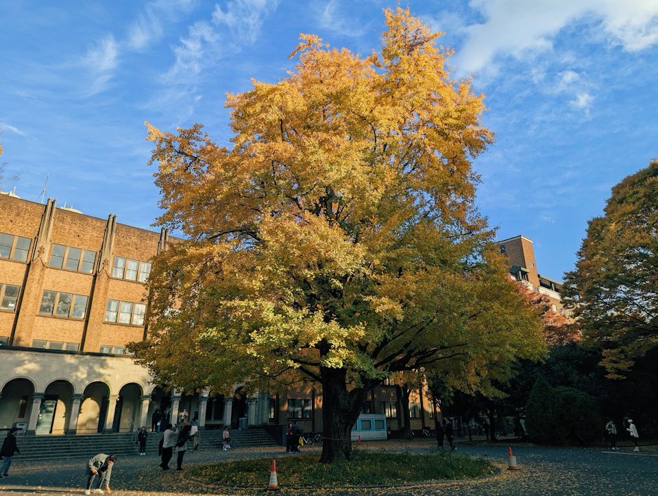 The image depicts a serene autumn scene at a park, with a large tree adorned with yellow leaves standing prominently in the center. The tree's vibrant foliage contrasts beautifully against the clear blue sky and the warm hues of the fall season. In the background, there are buildings visible, suggesting that this park is located within an urban setting. Several people can be seen walking around the park, enjoying the pleasant weather and the picturesque surroundings.