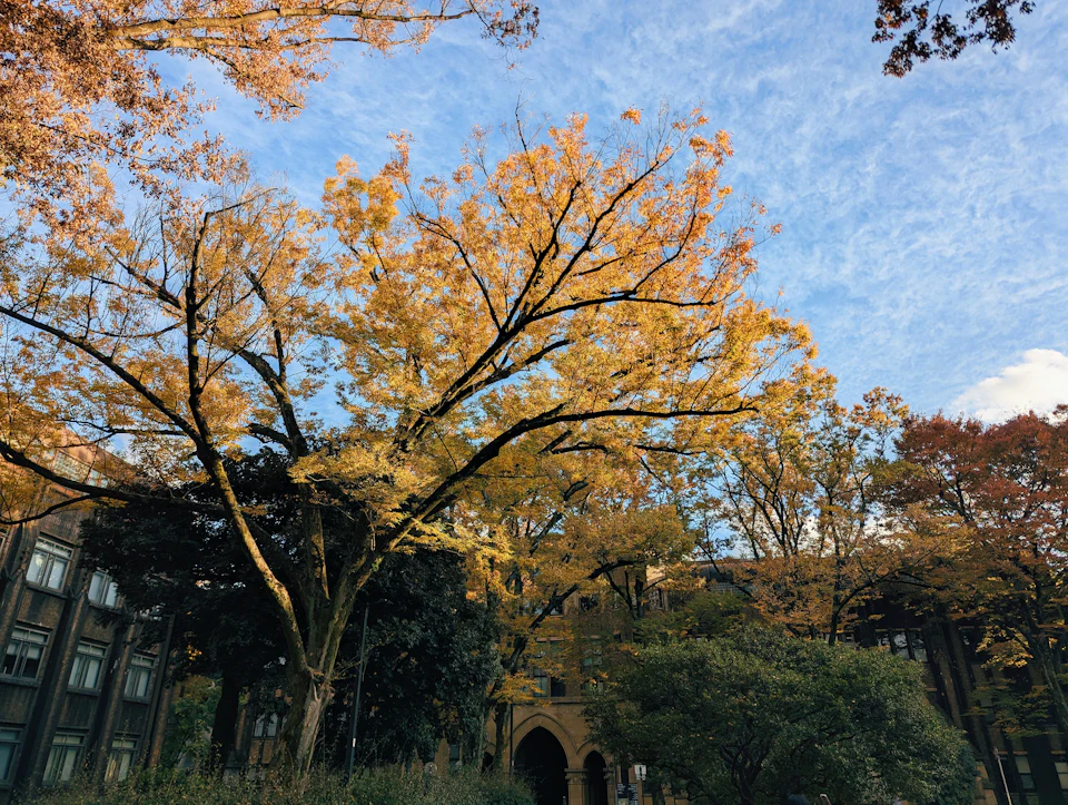 Serene autumn landscape features vibrant yellow leaves on tall trees against clear blue sky