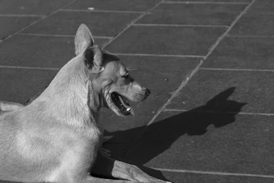 A dog lies on a tiled surface casting a shadow.