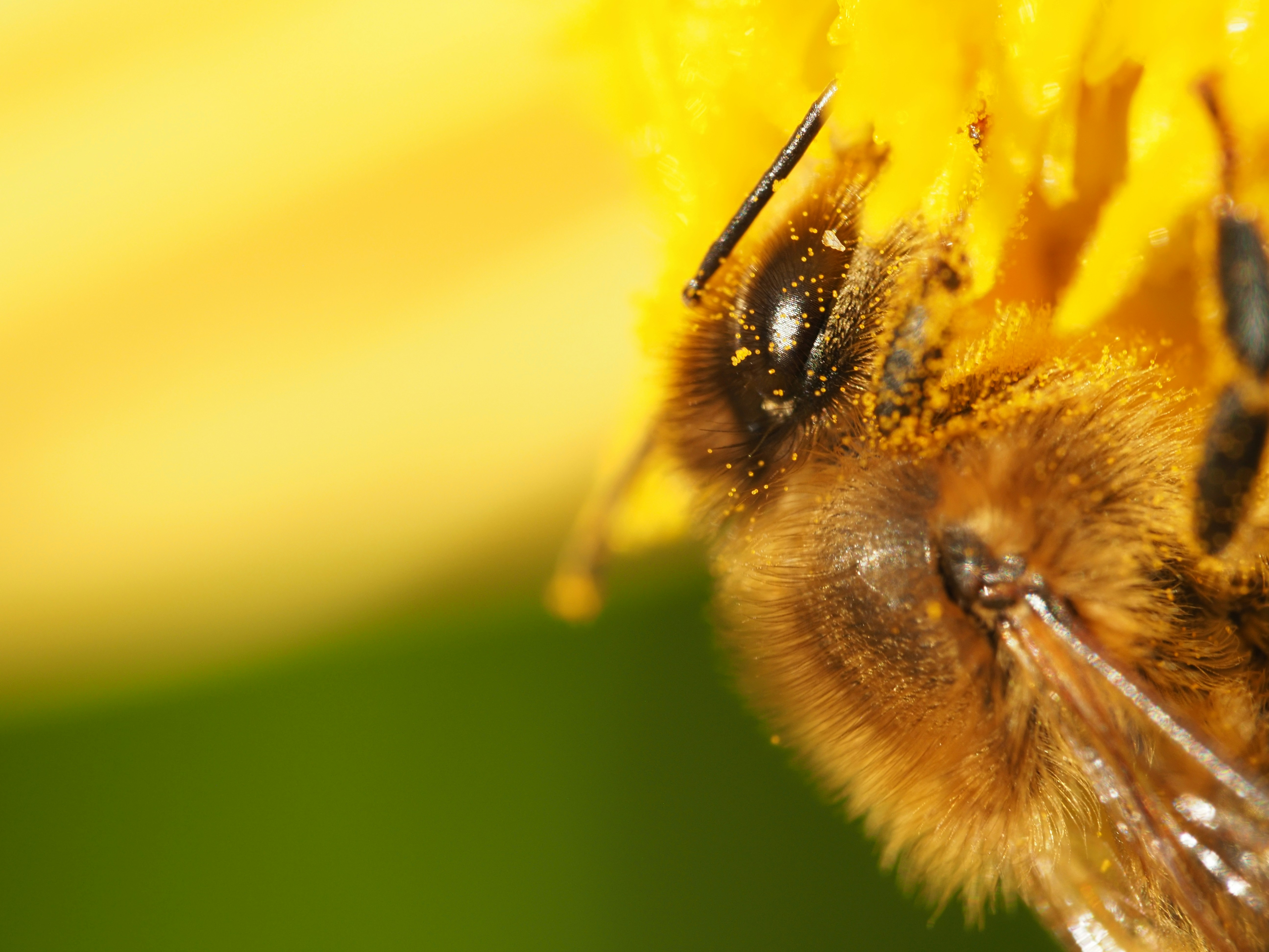 Photo by lottography