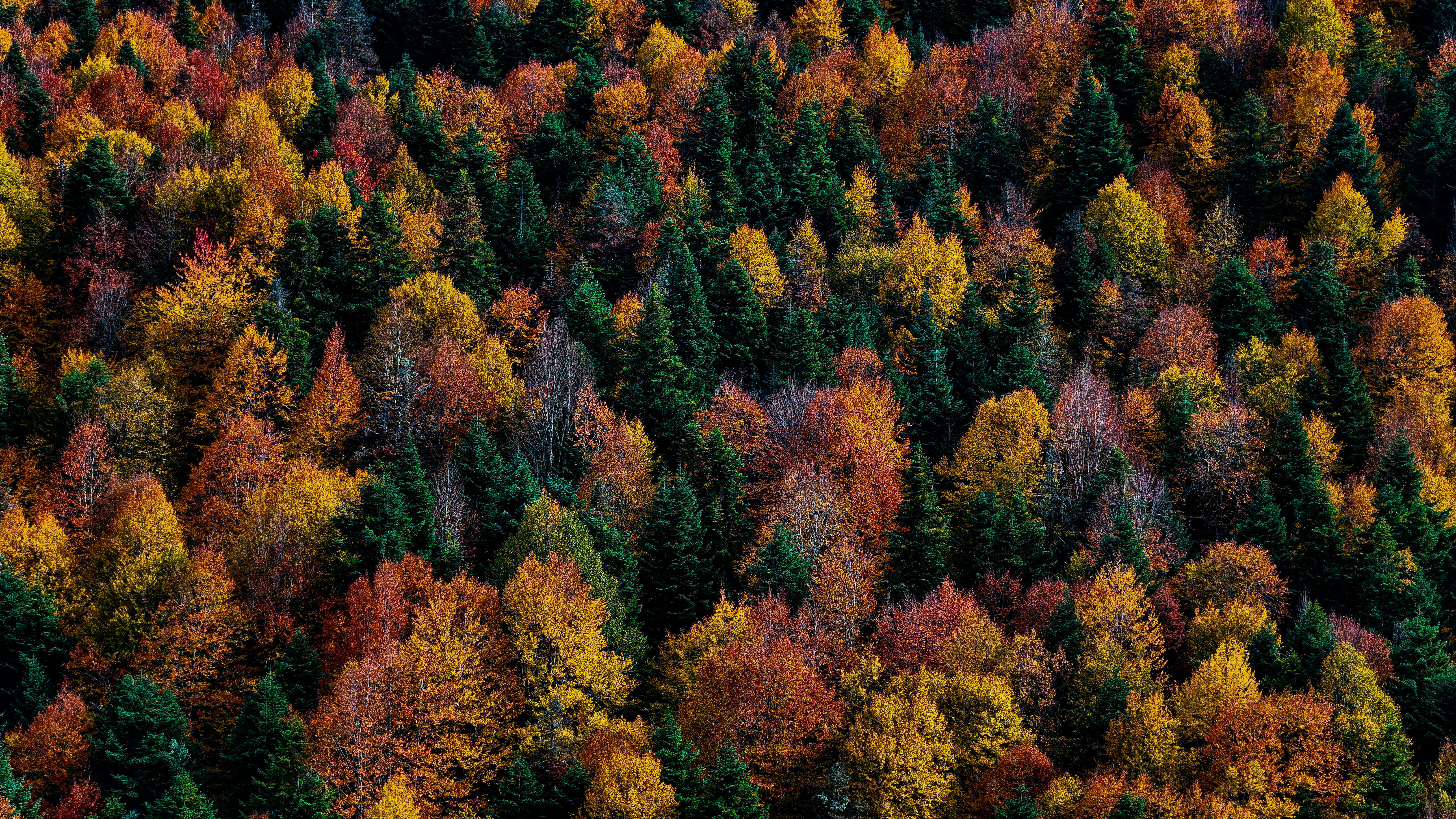 Photo by thedronallize