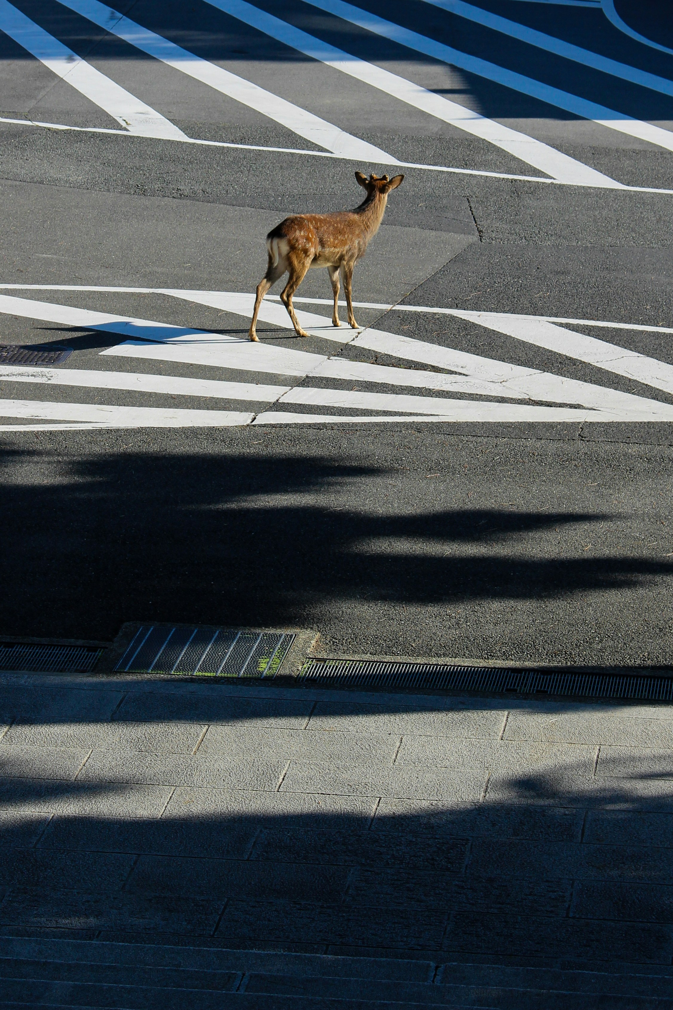 Un ciervo cruza una calle en un paso de peatones.