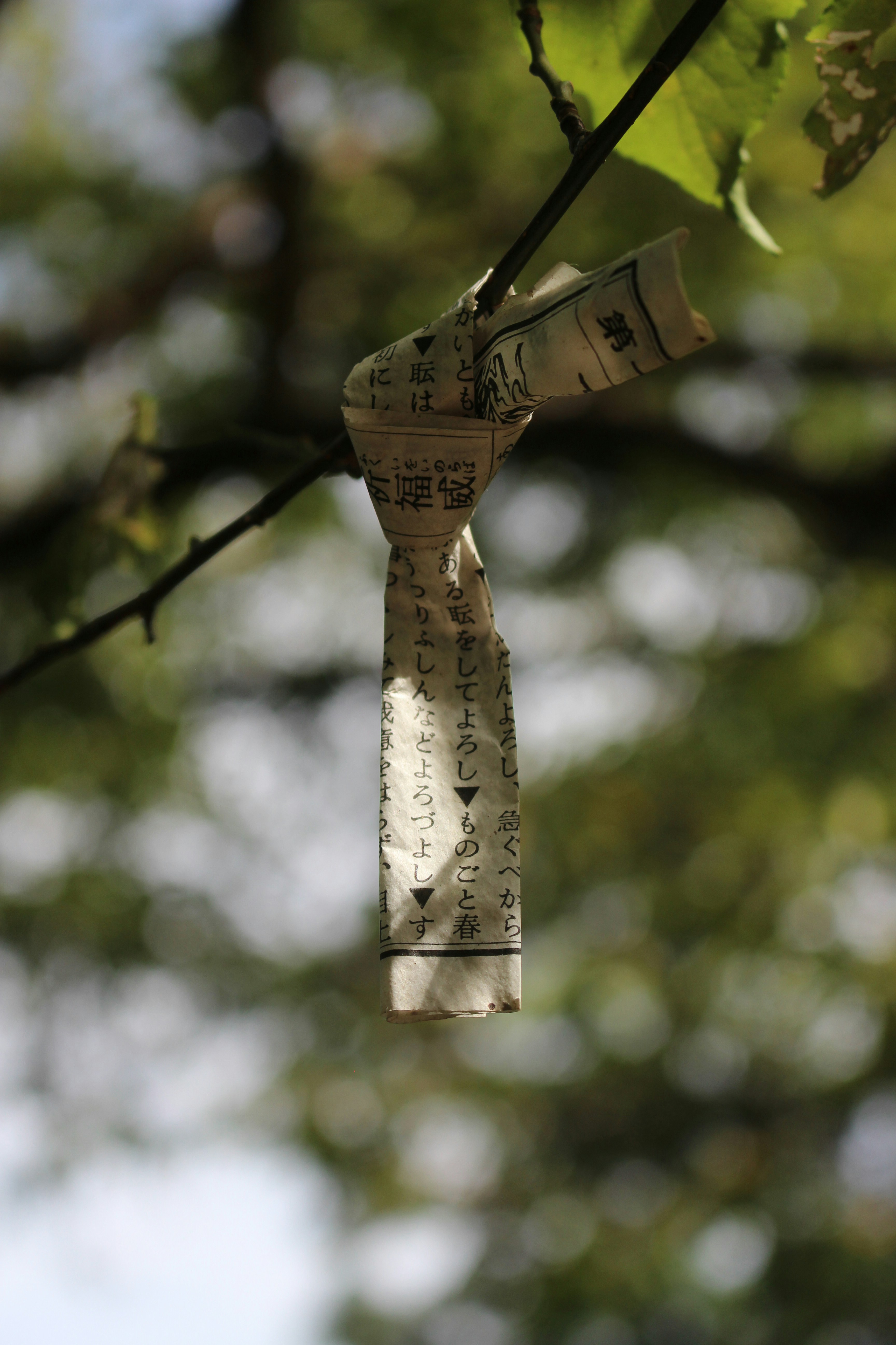 Photo by katewells27