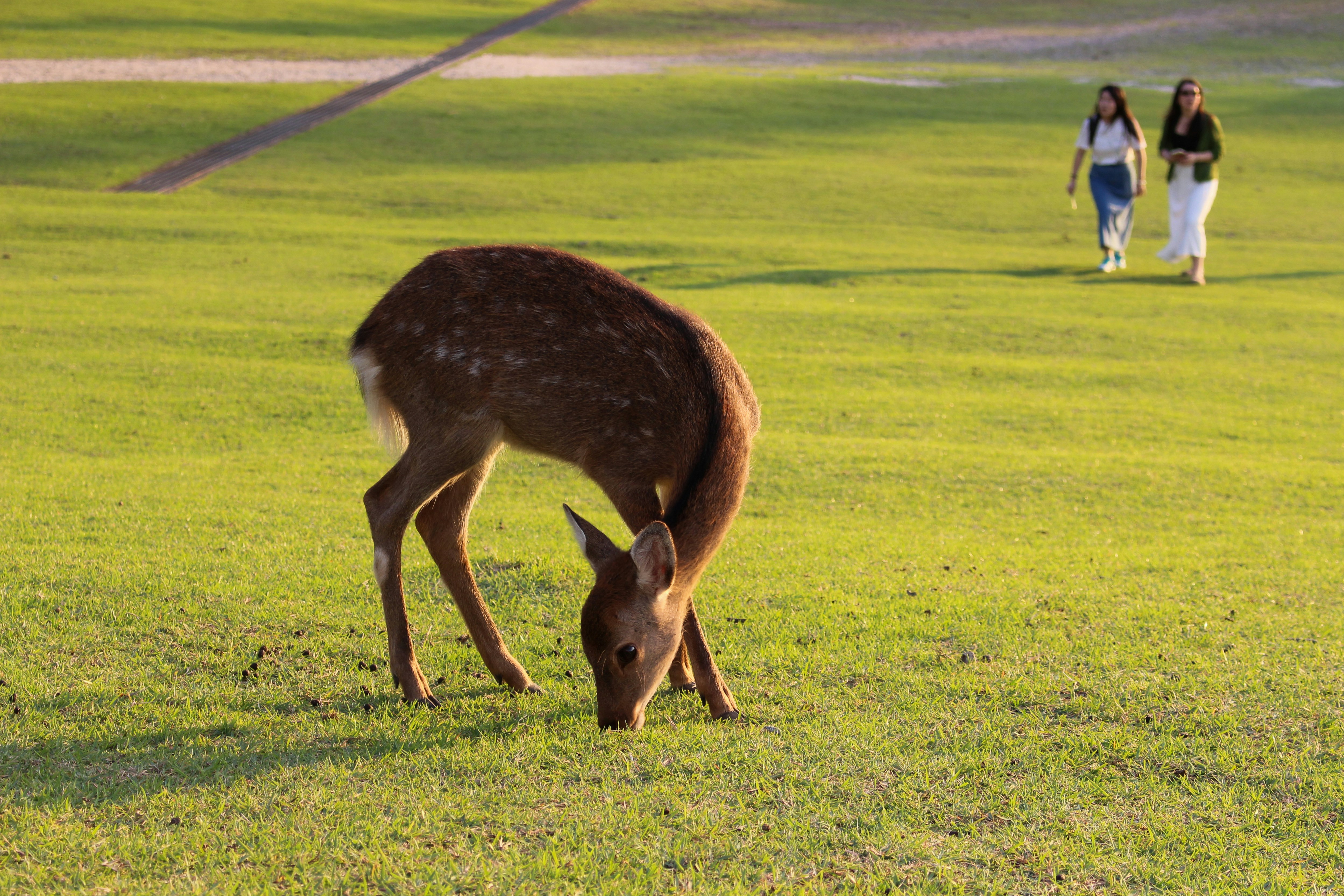 Ciervos pastando en un campo de hierba con gente caminando.