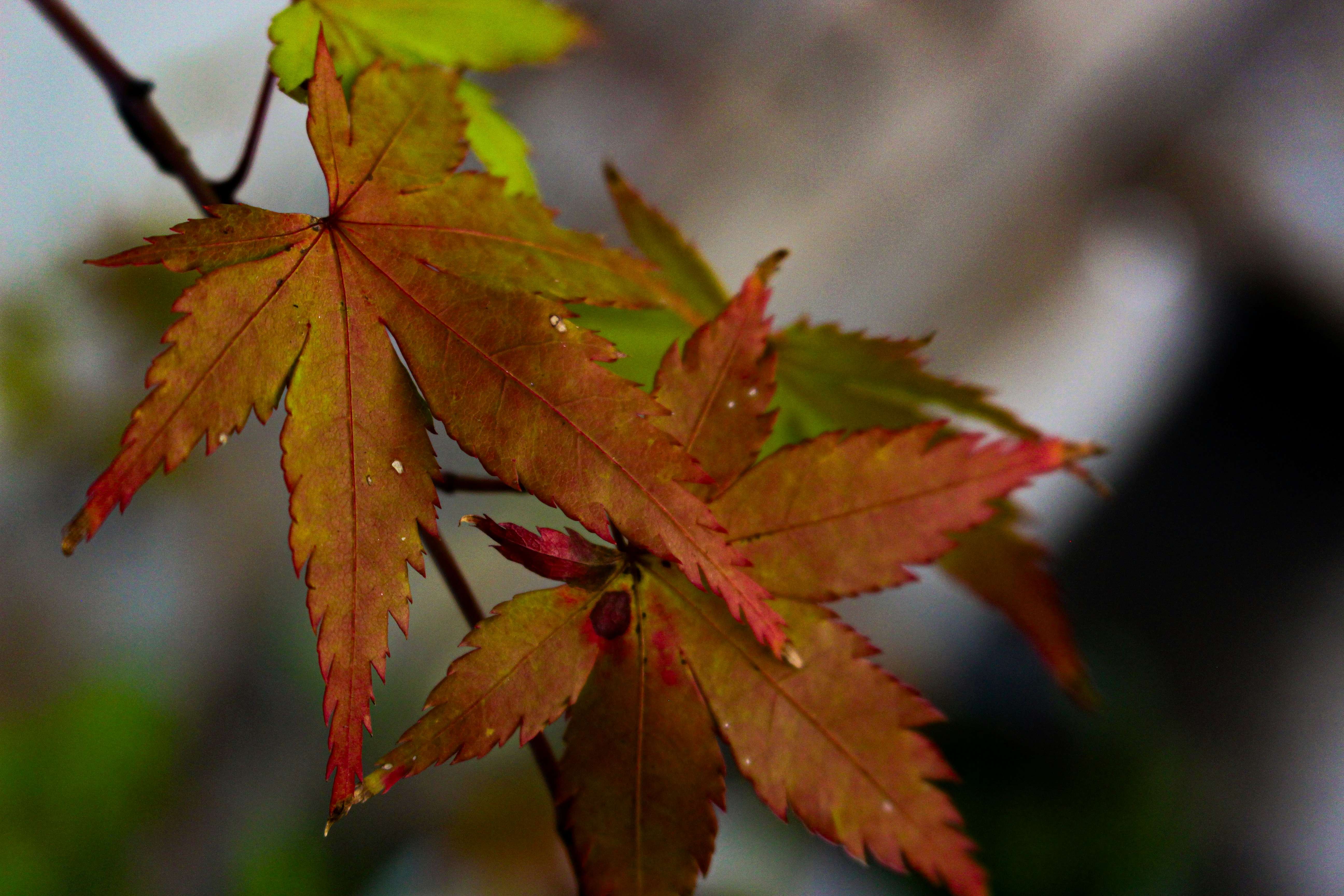 Photo by katewells27