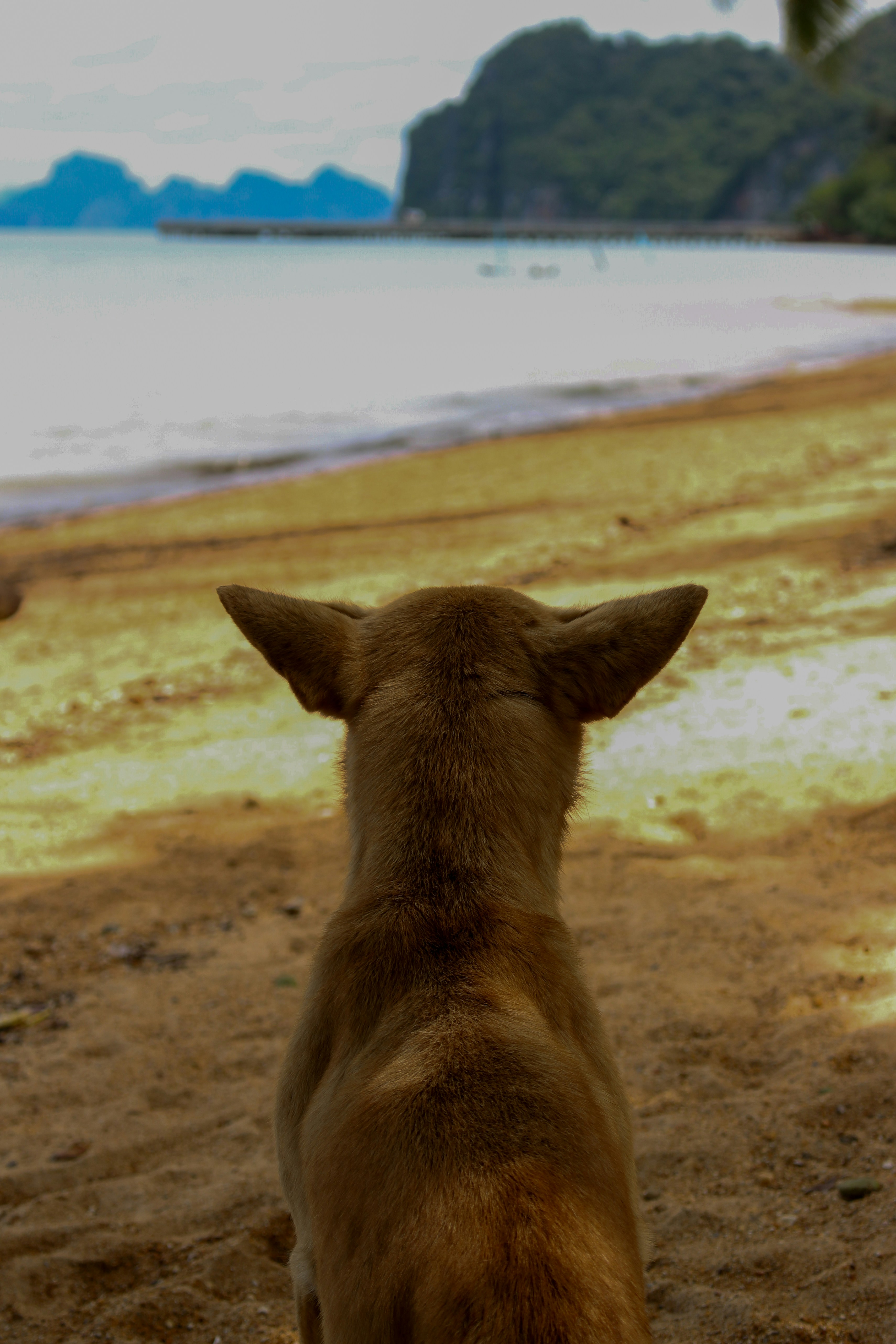 Un perro se sienta en una playa mirando el océano.
