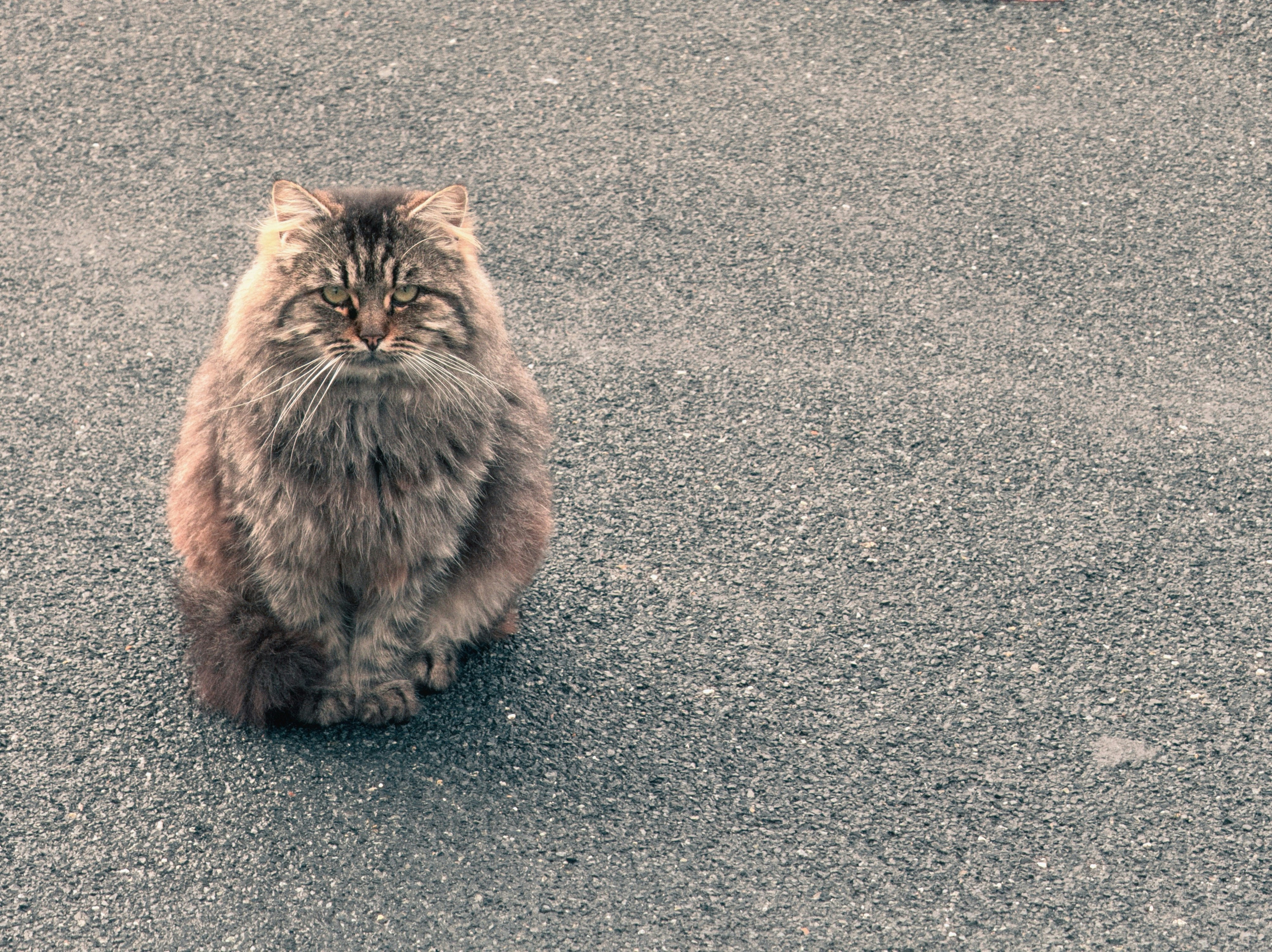 A fluffy brown cat sits on a grey surface.