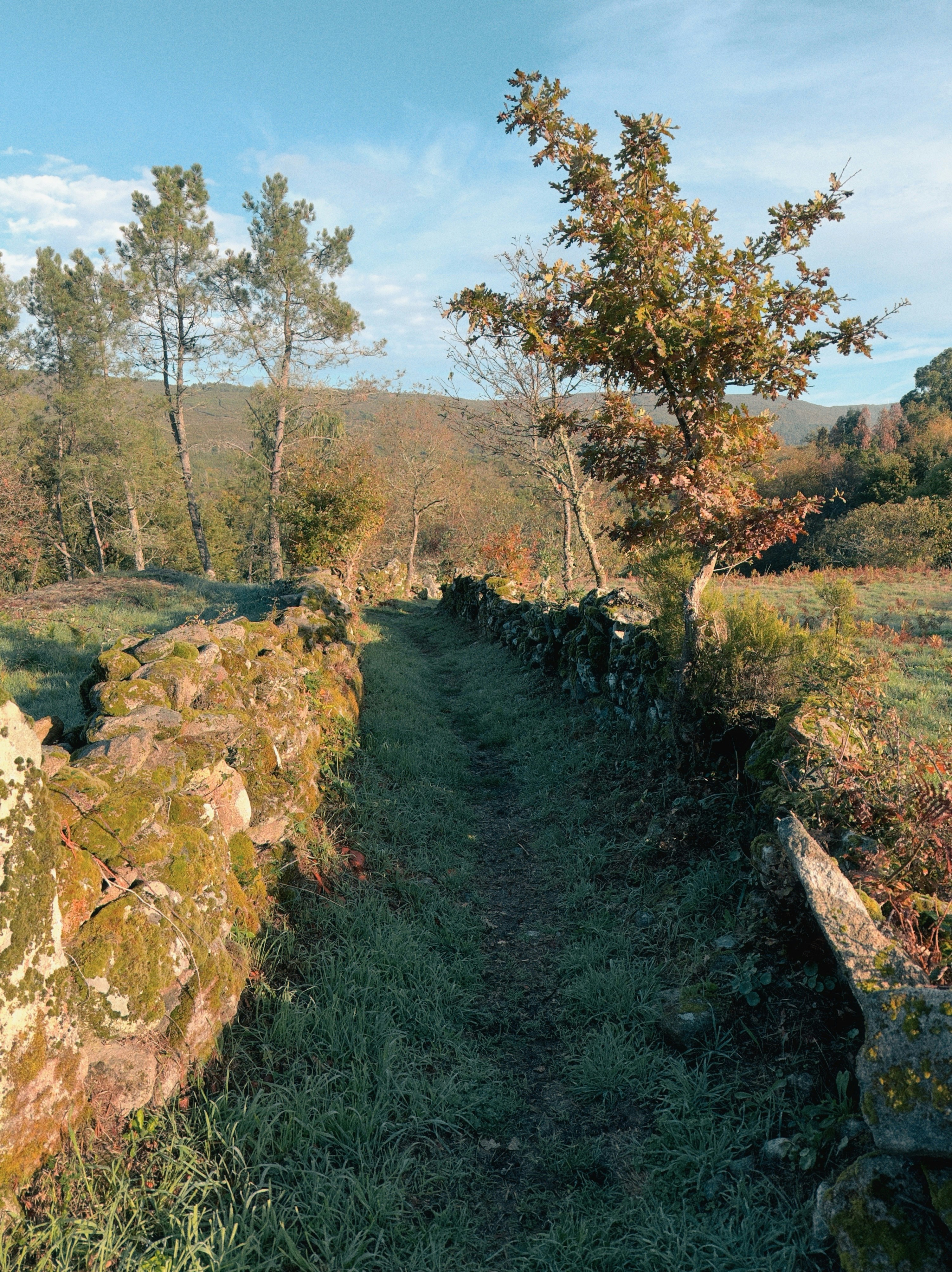 A grassy path between mossy stone walls.
