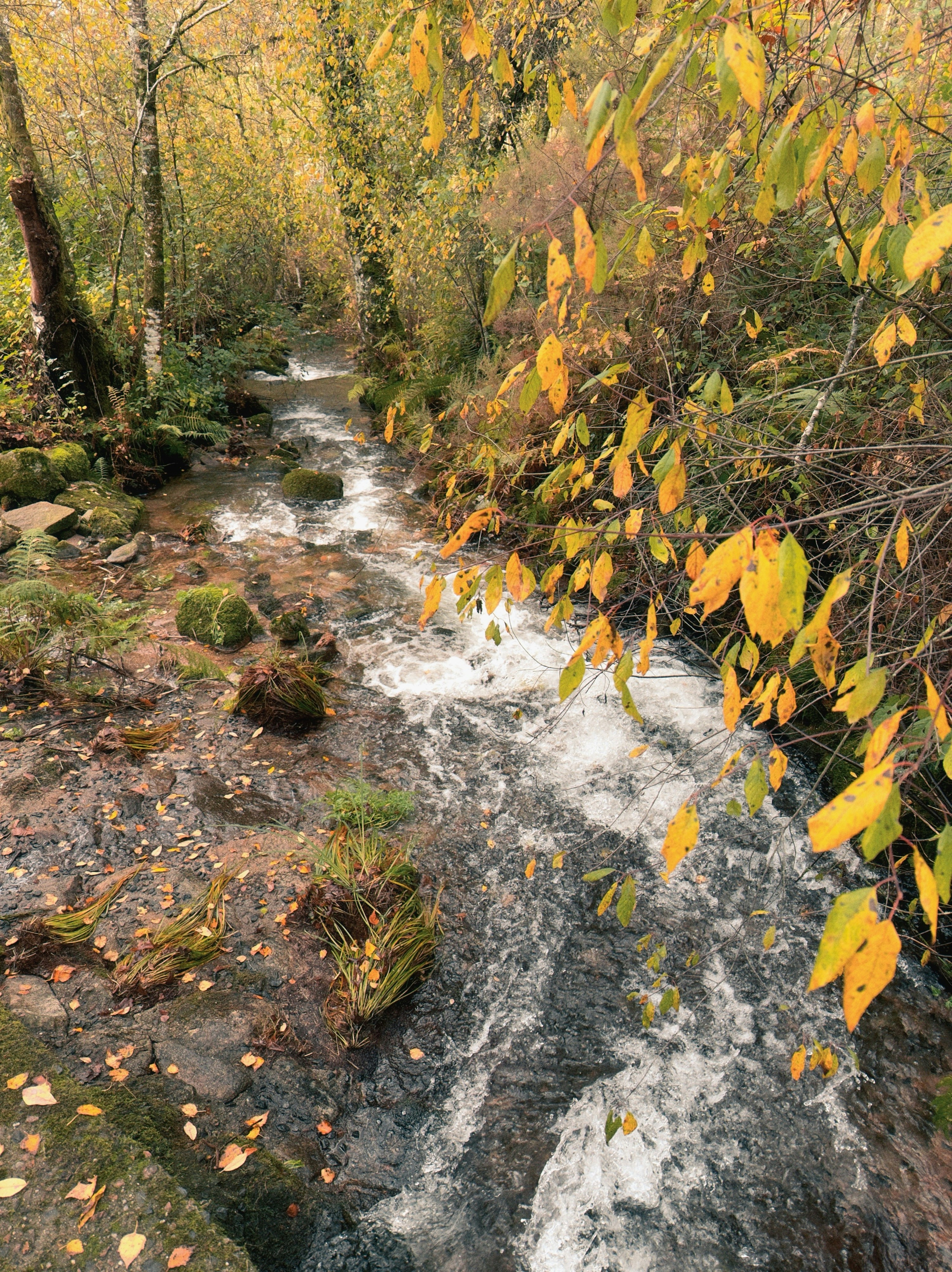 A small stream flows through an autumn forest.