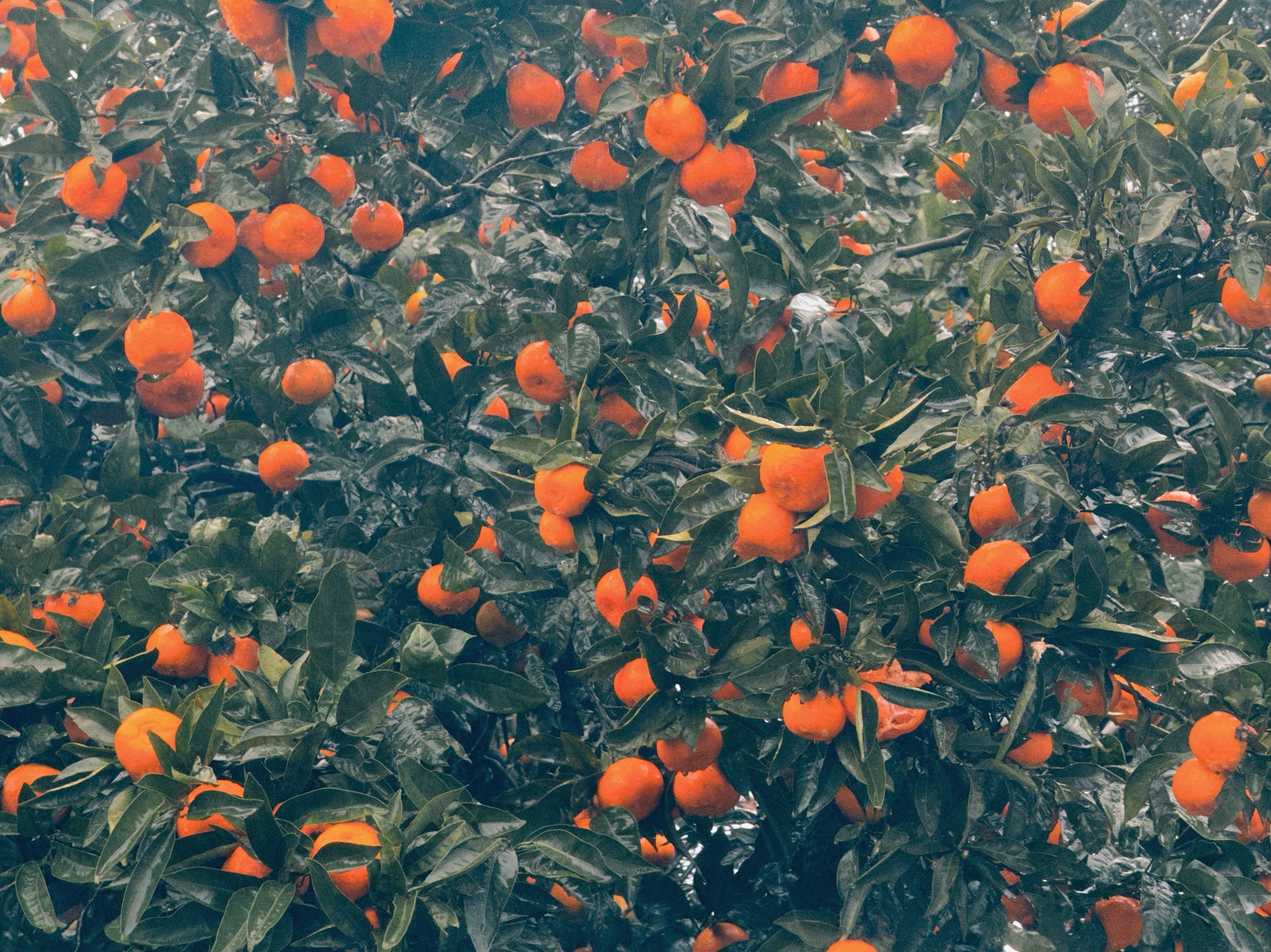 An orange tree laden with ripe fruit