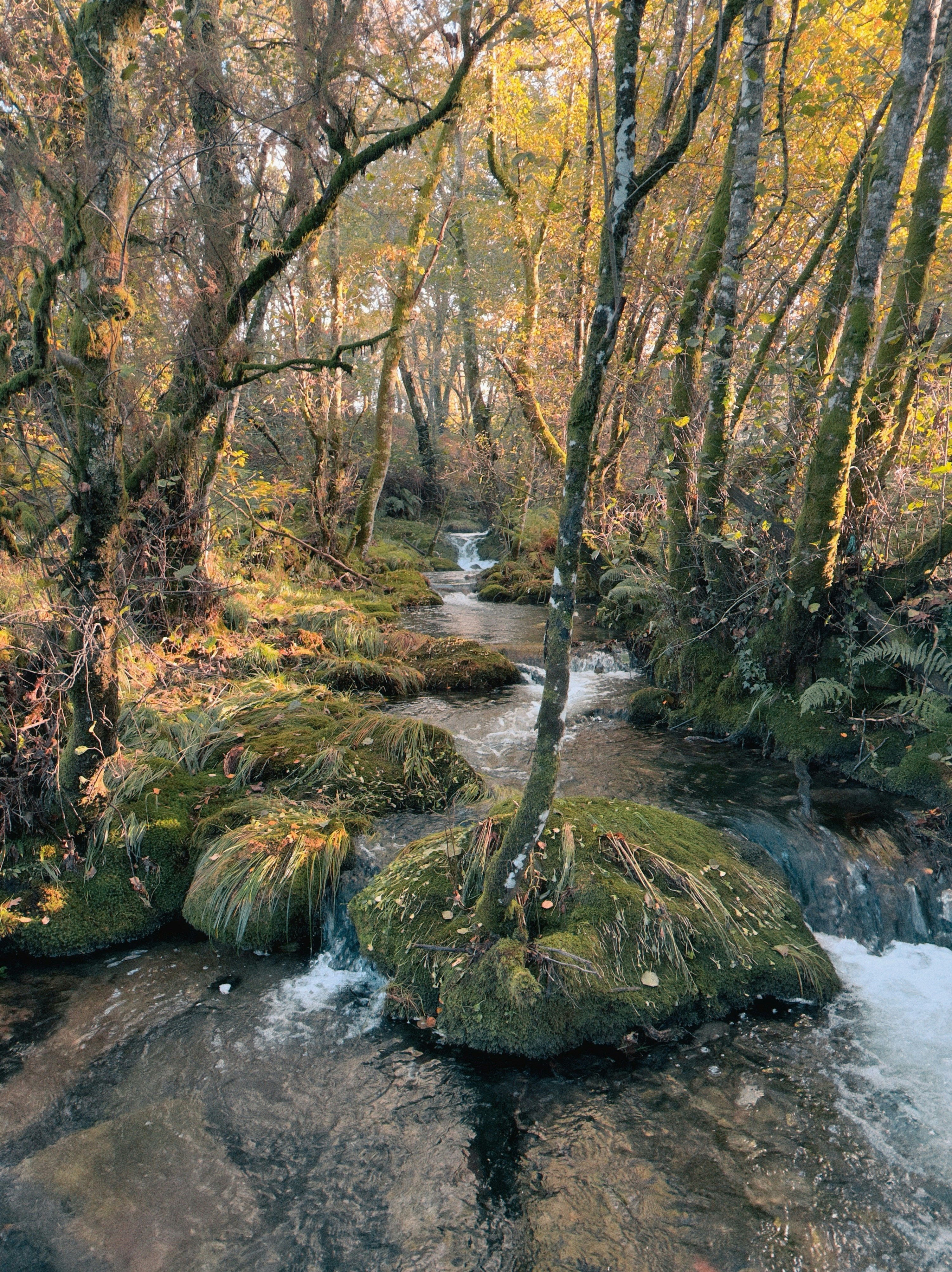 Autumn forest with a stream flowing over mossy rocks