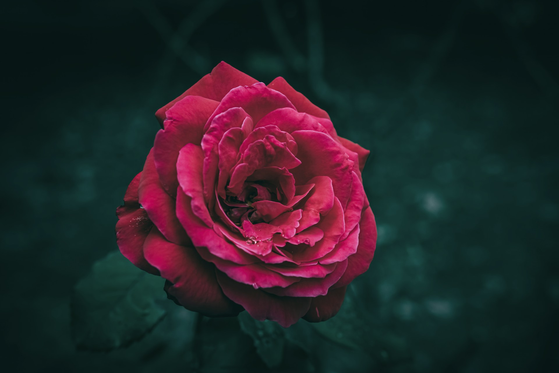 A vibrant red rose with dark green foliage.
