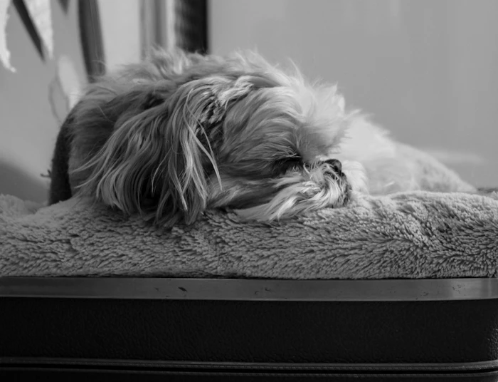 Pet Friendly Stays
